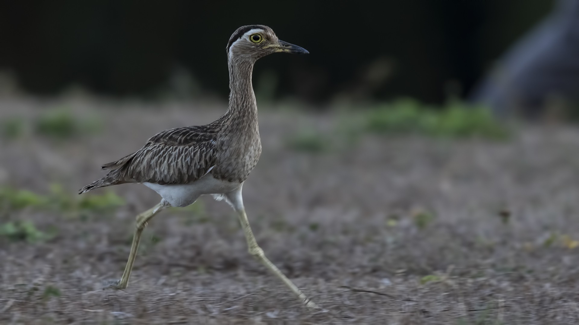 Double-striped Thick-knee