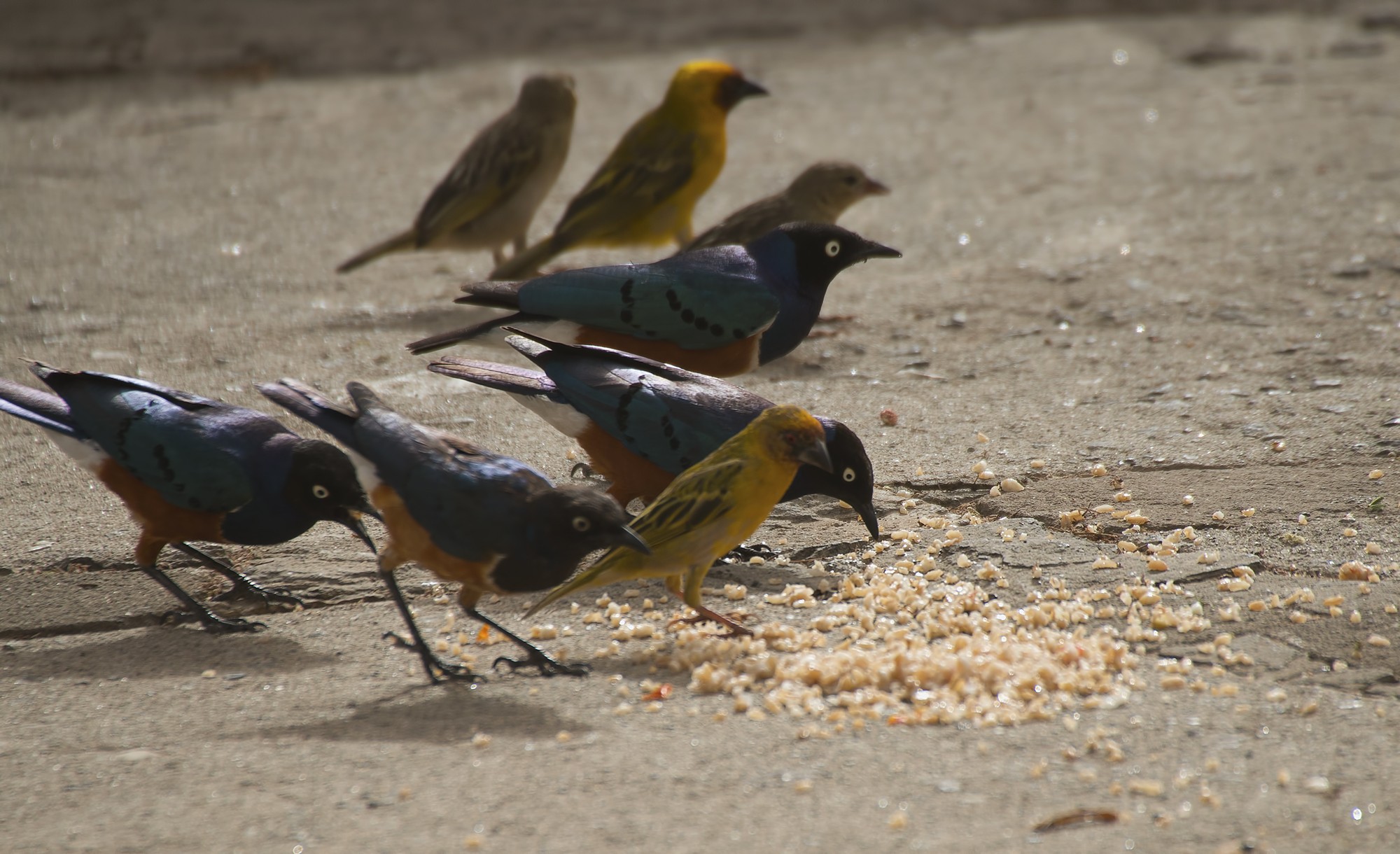 Superb Starling