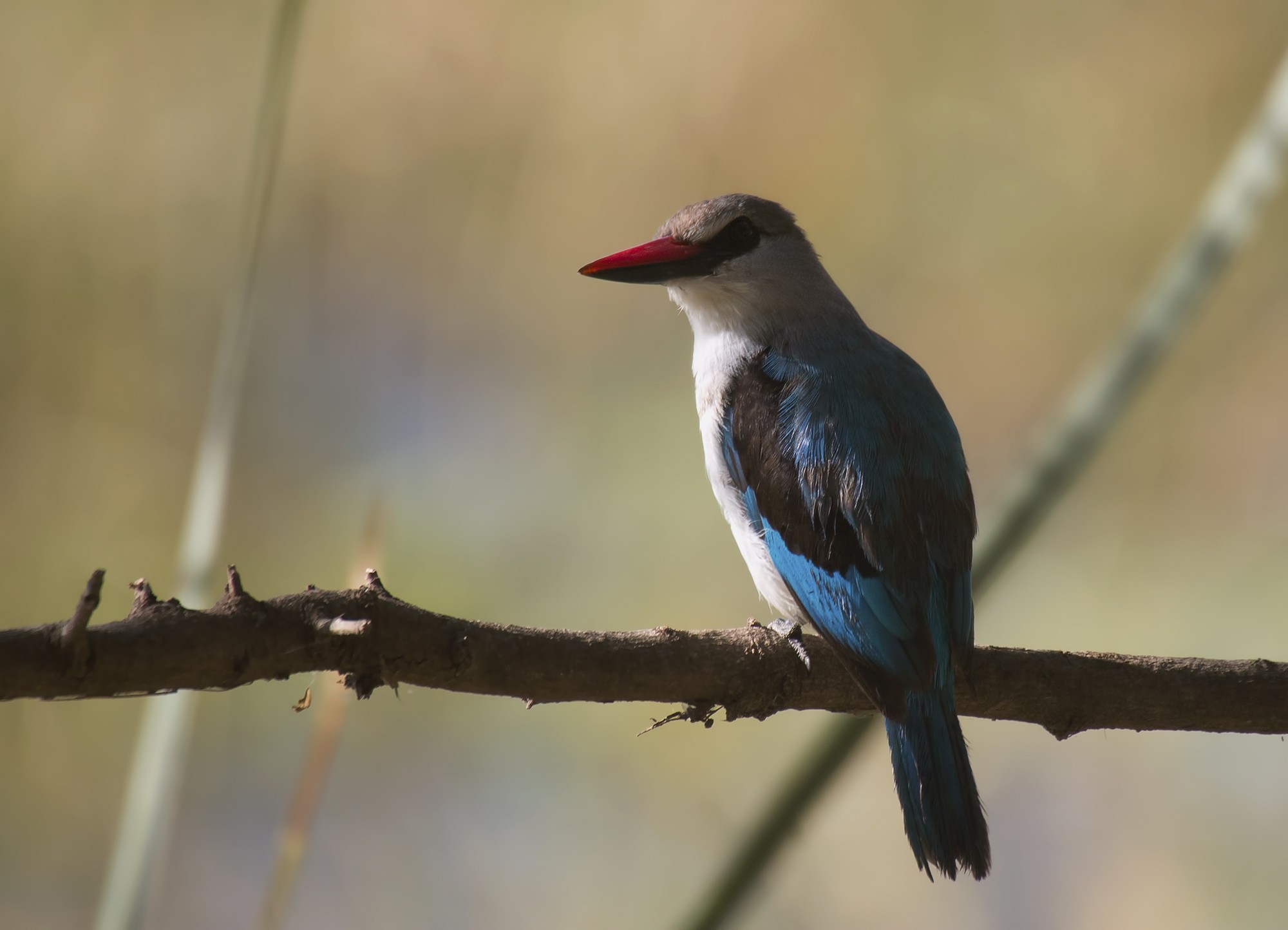 Woodland Kingfisher