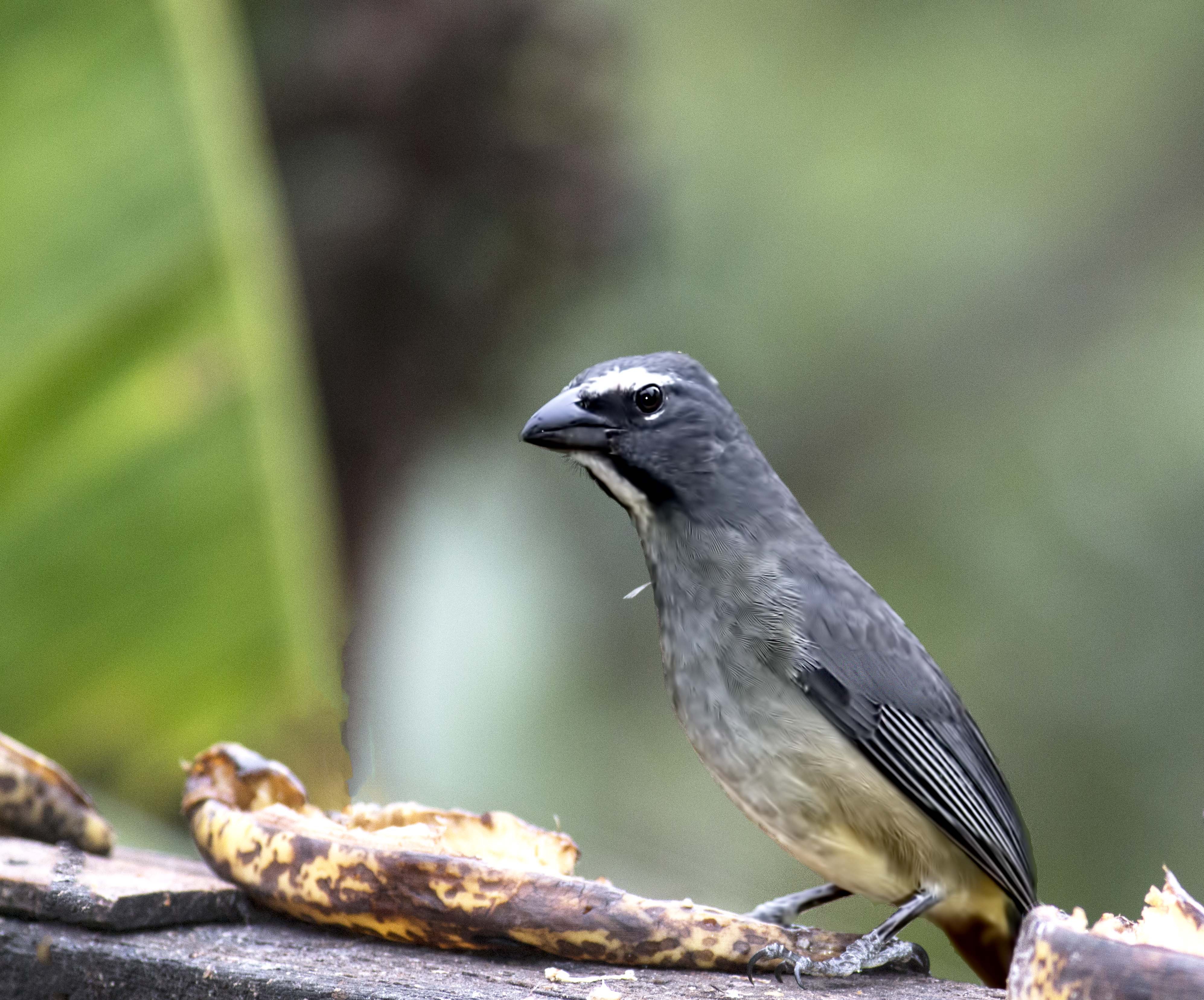 Buff-throated Saltator