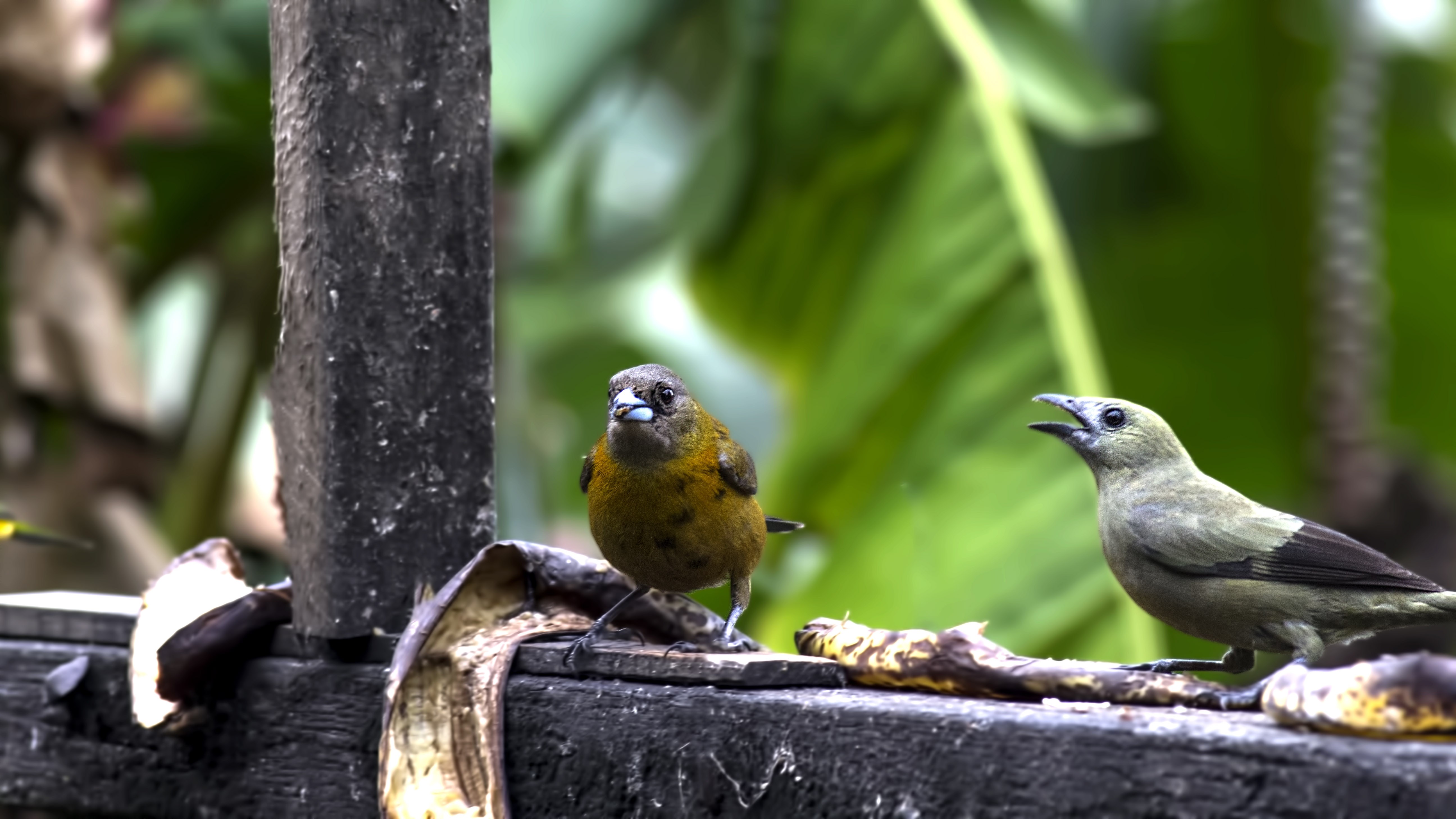 Palm Tanager
