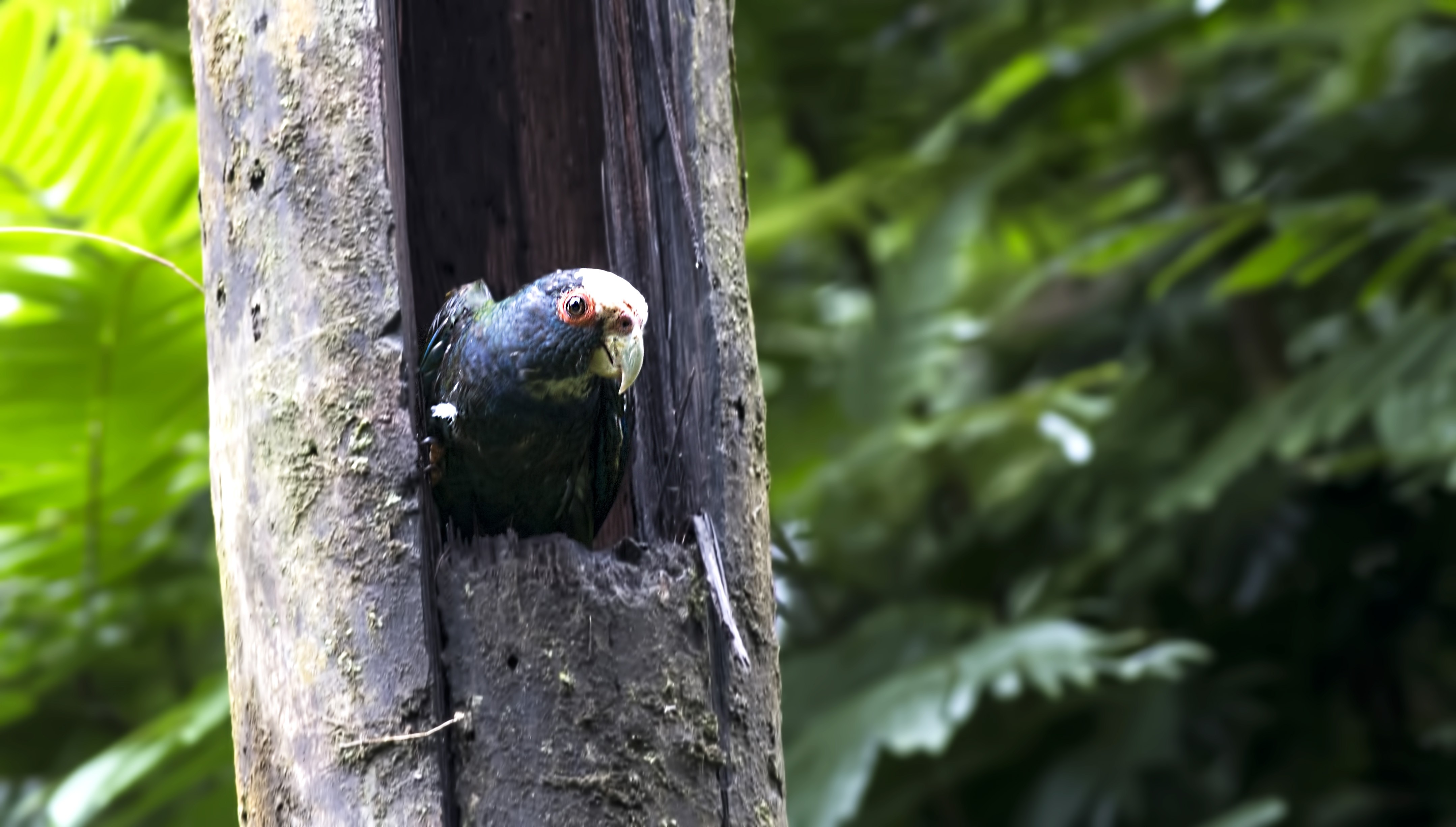 White-crowned Parrot