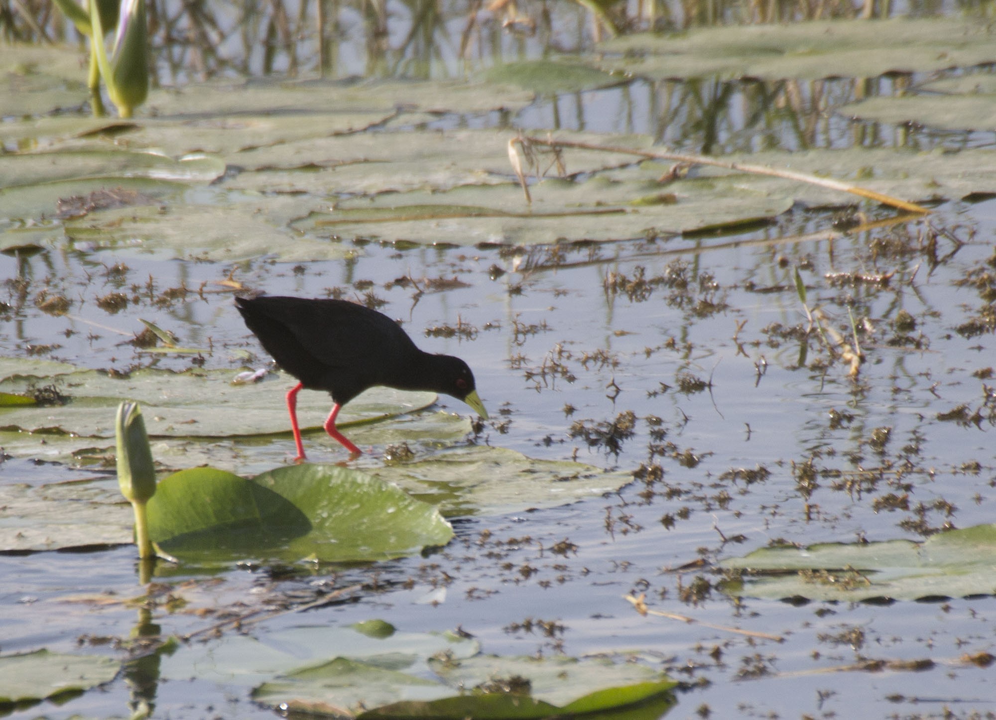 Black Crake