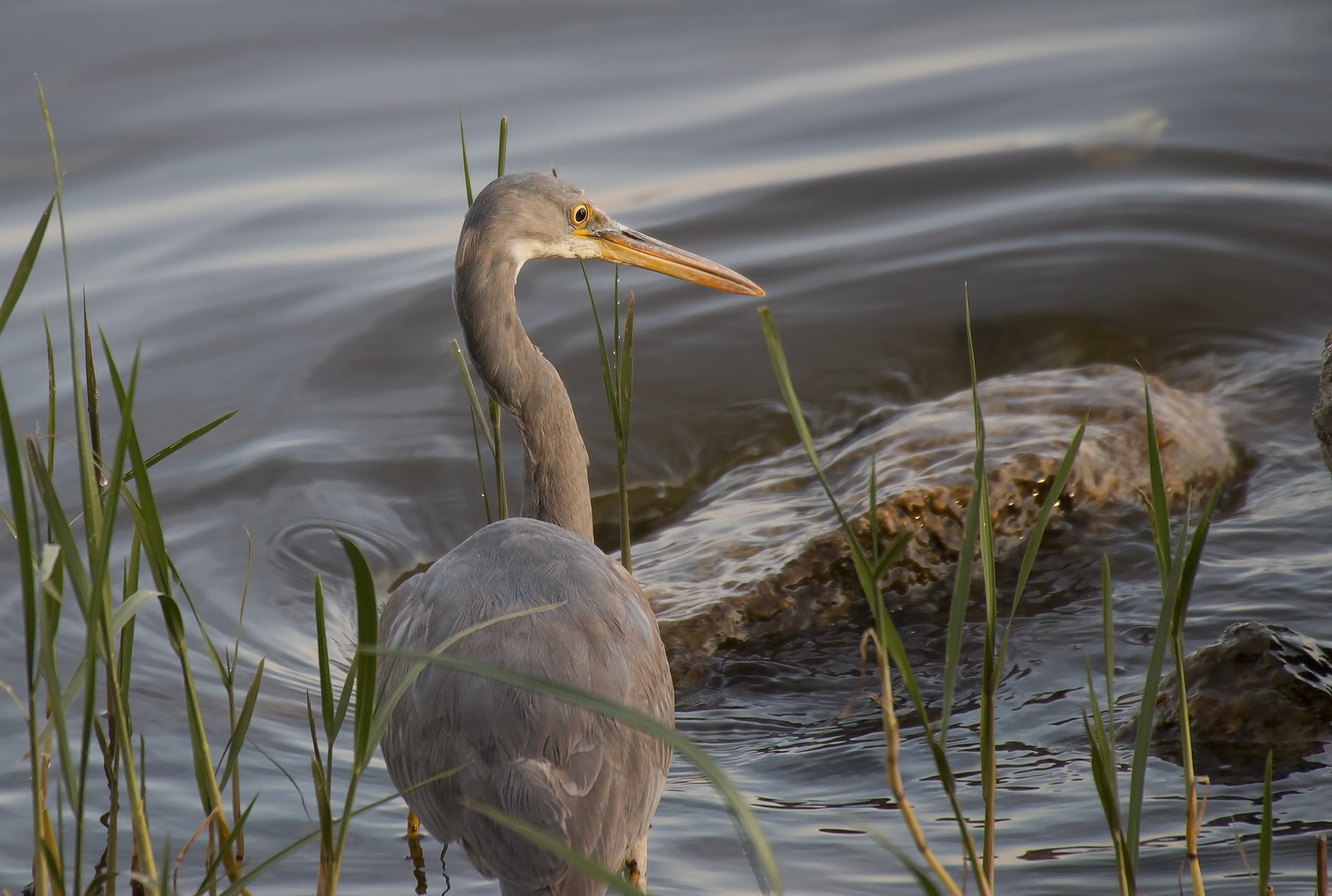 Western Reef-egret
