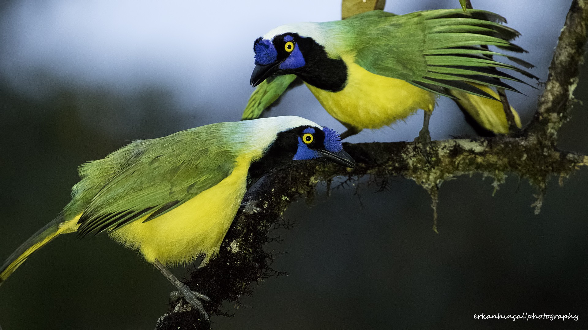 Green Jay