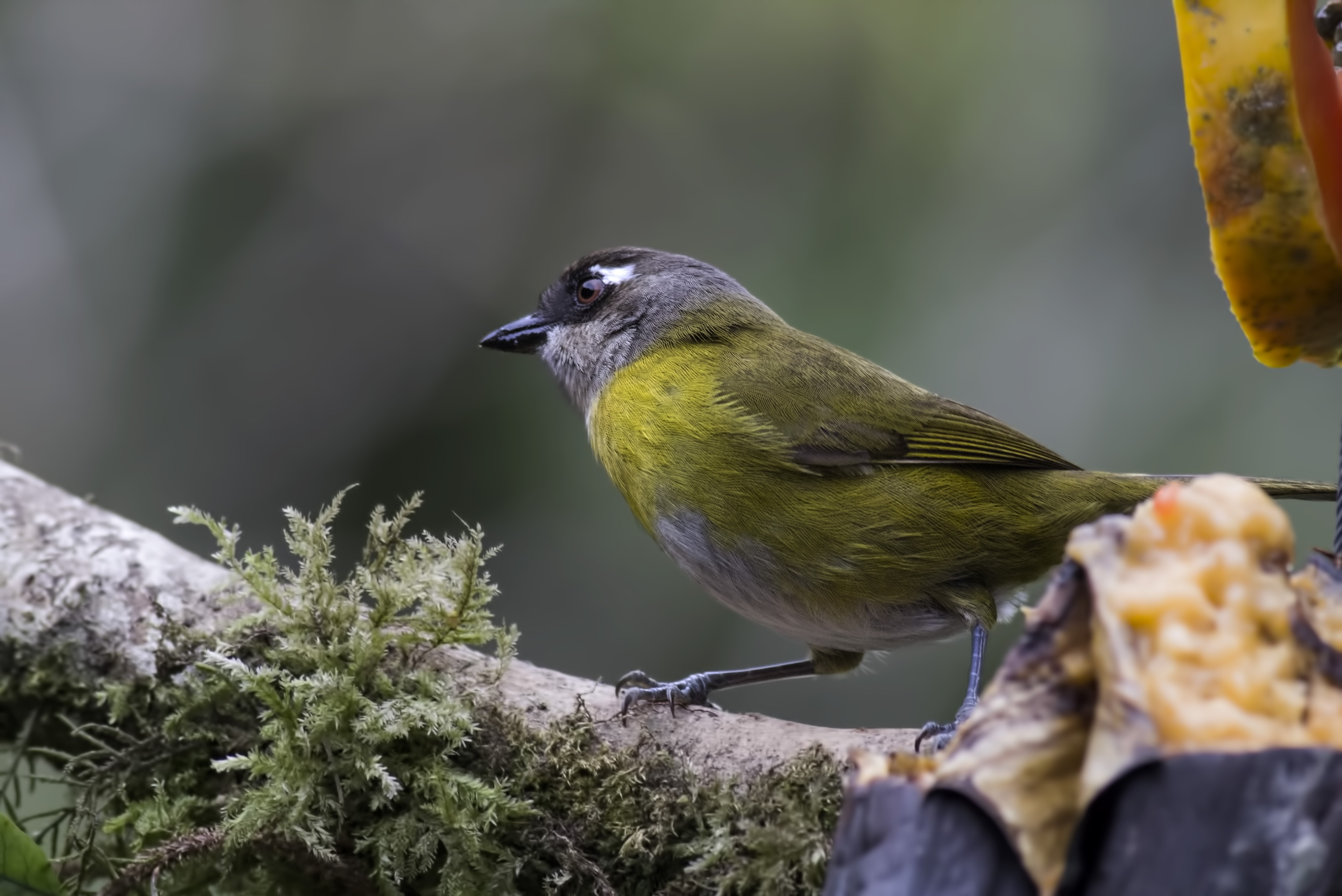 Common Bush-tanager