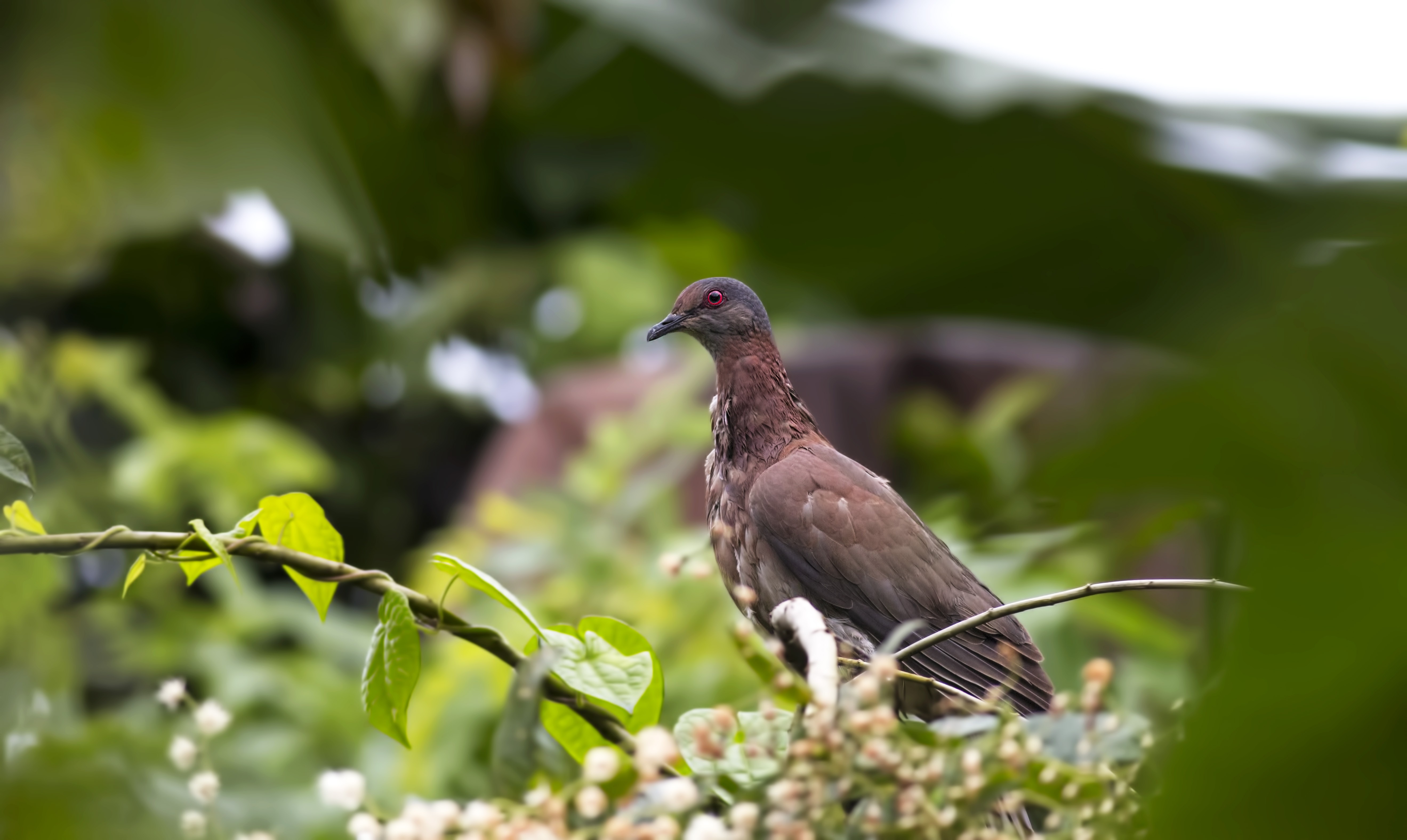 Pale-vented Pigeon