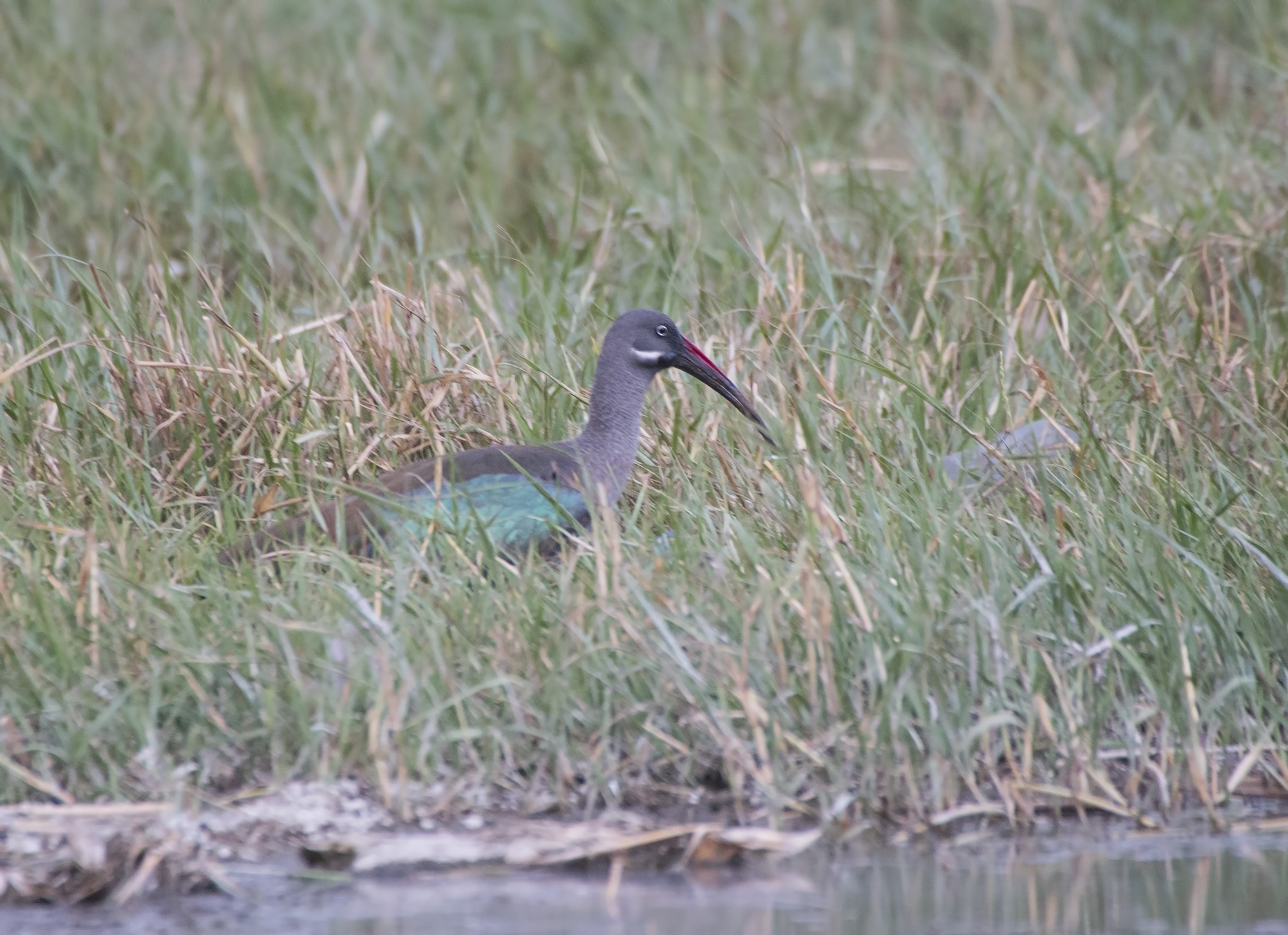 Hadada Ibis