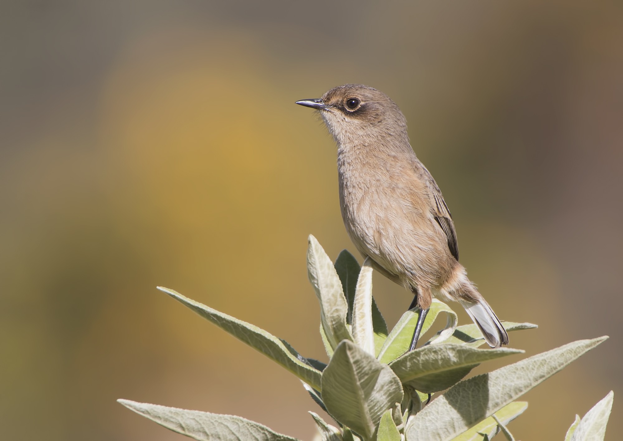 Moorland Chat