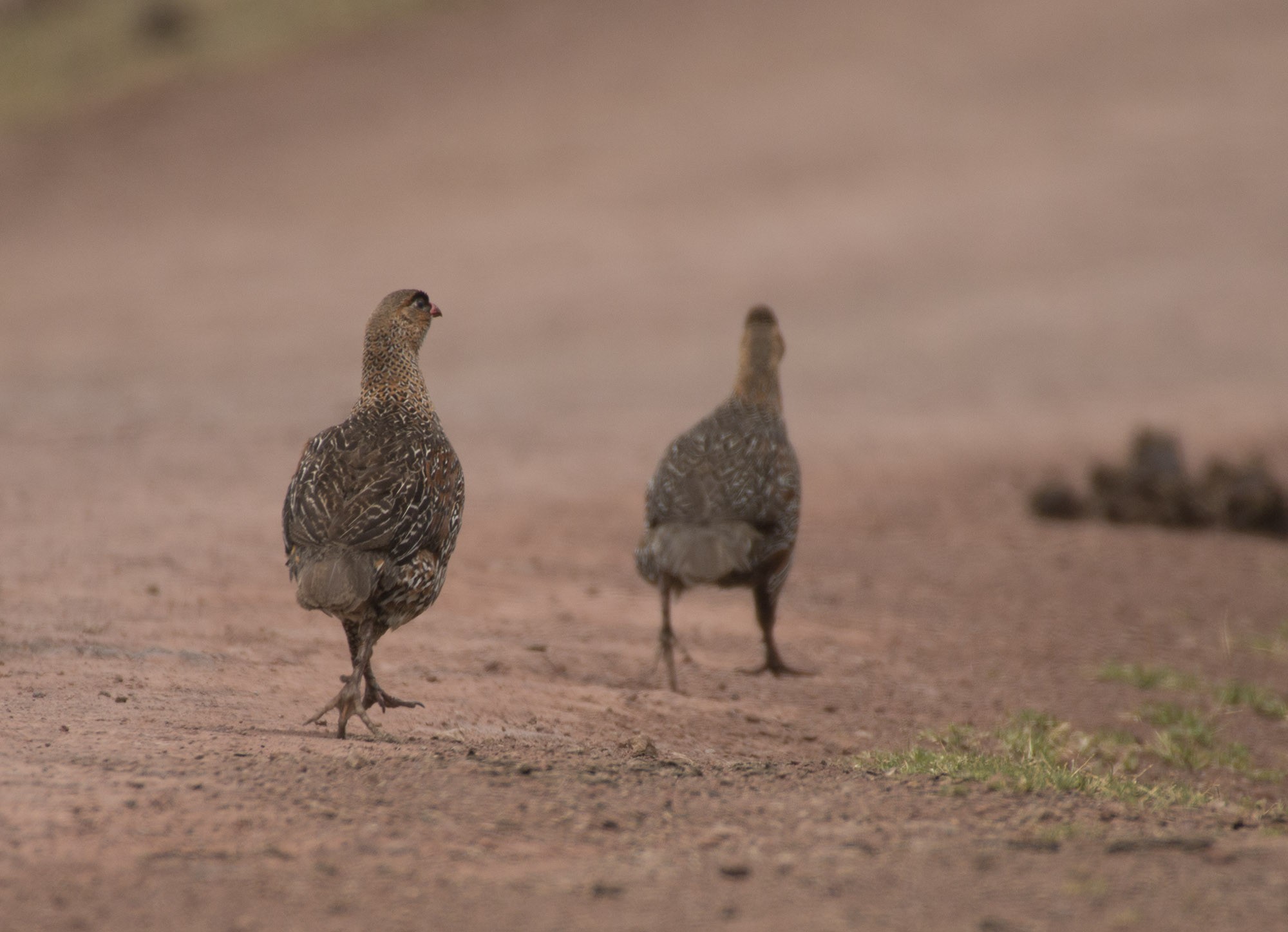 Chestnut-naped Francolin