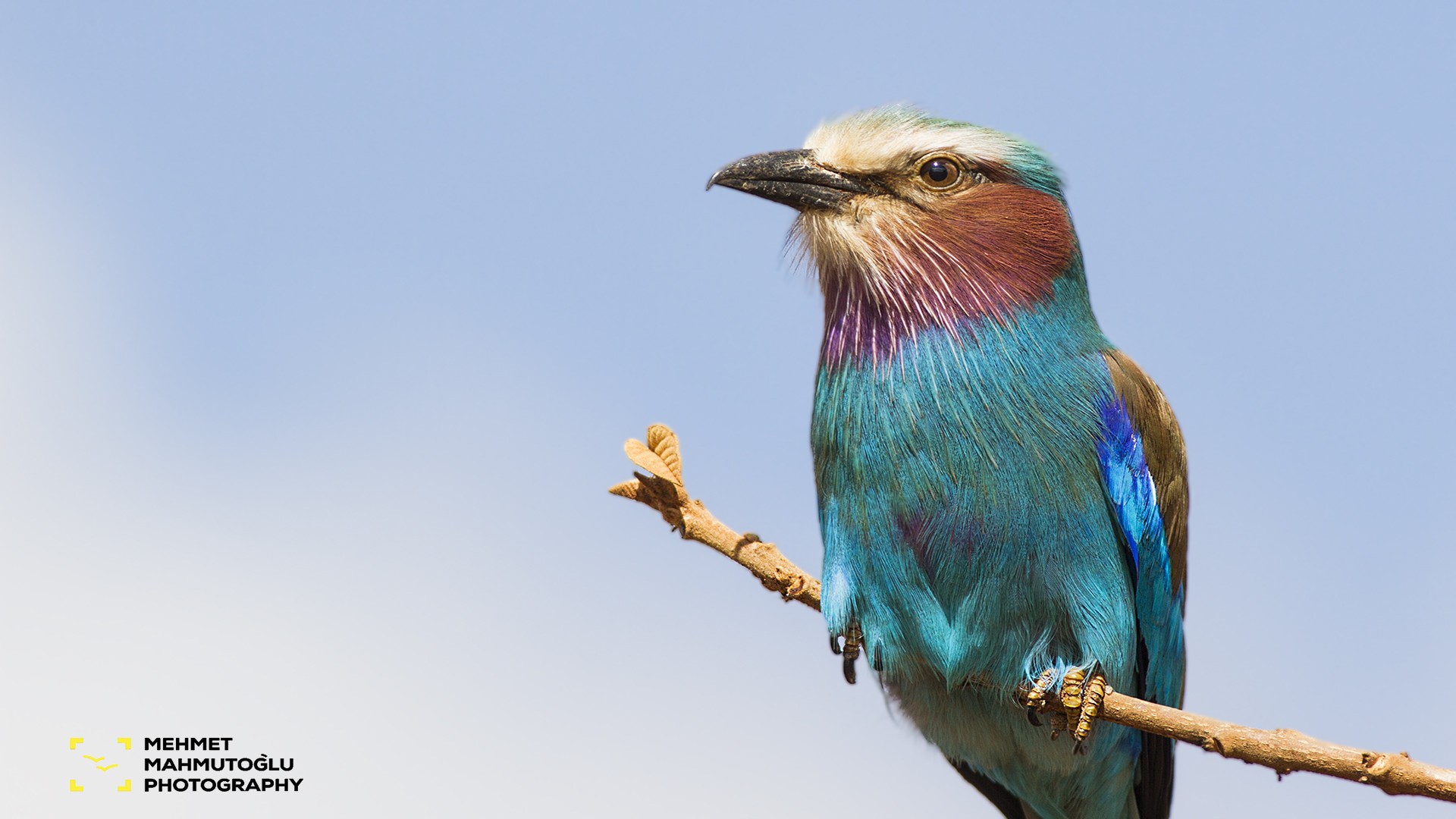 Lilac-breasted Roller
