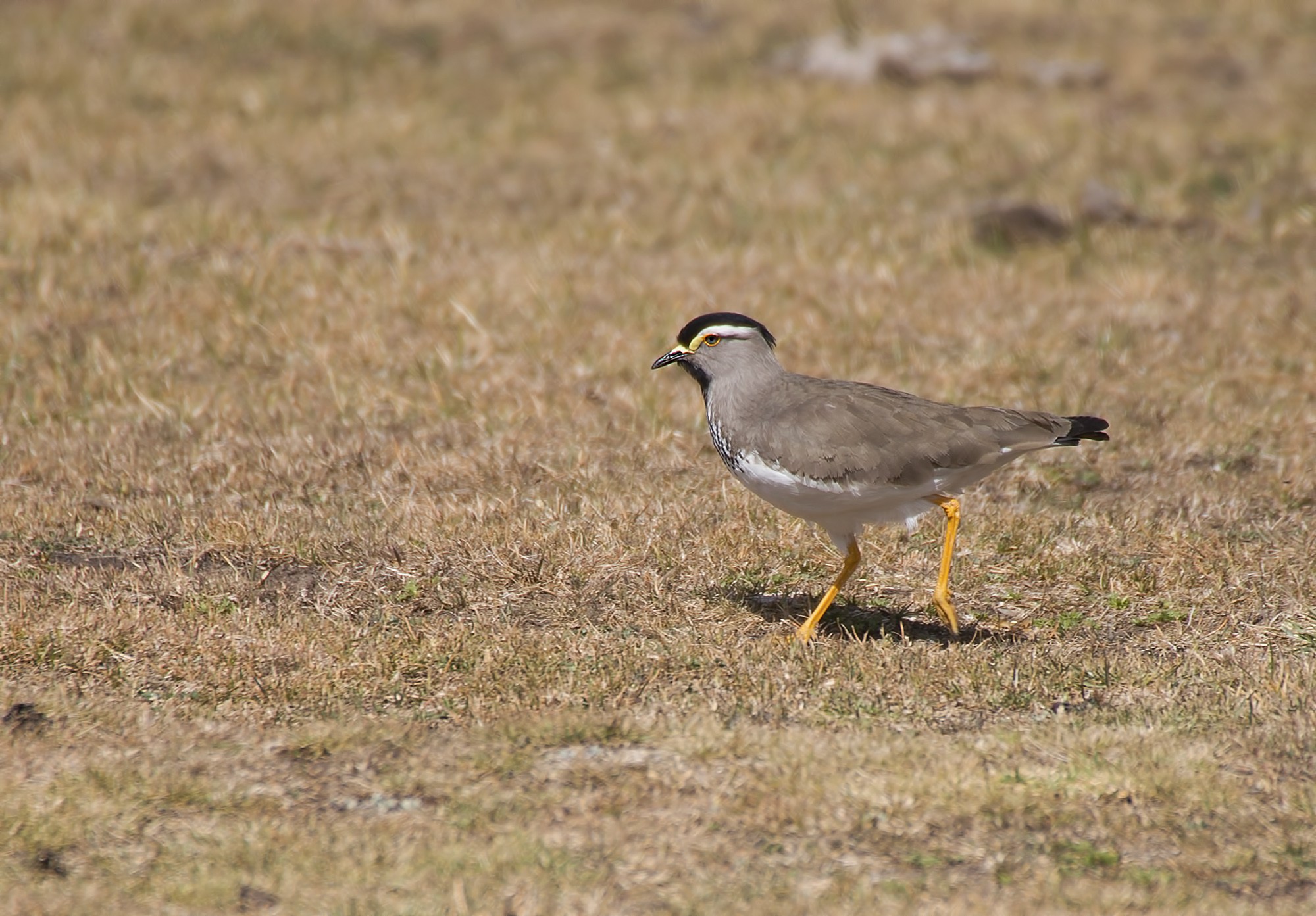 Spot-breasted Lapwing