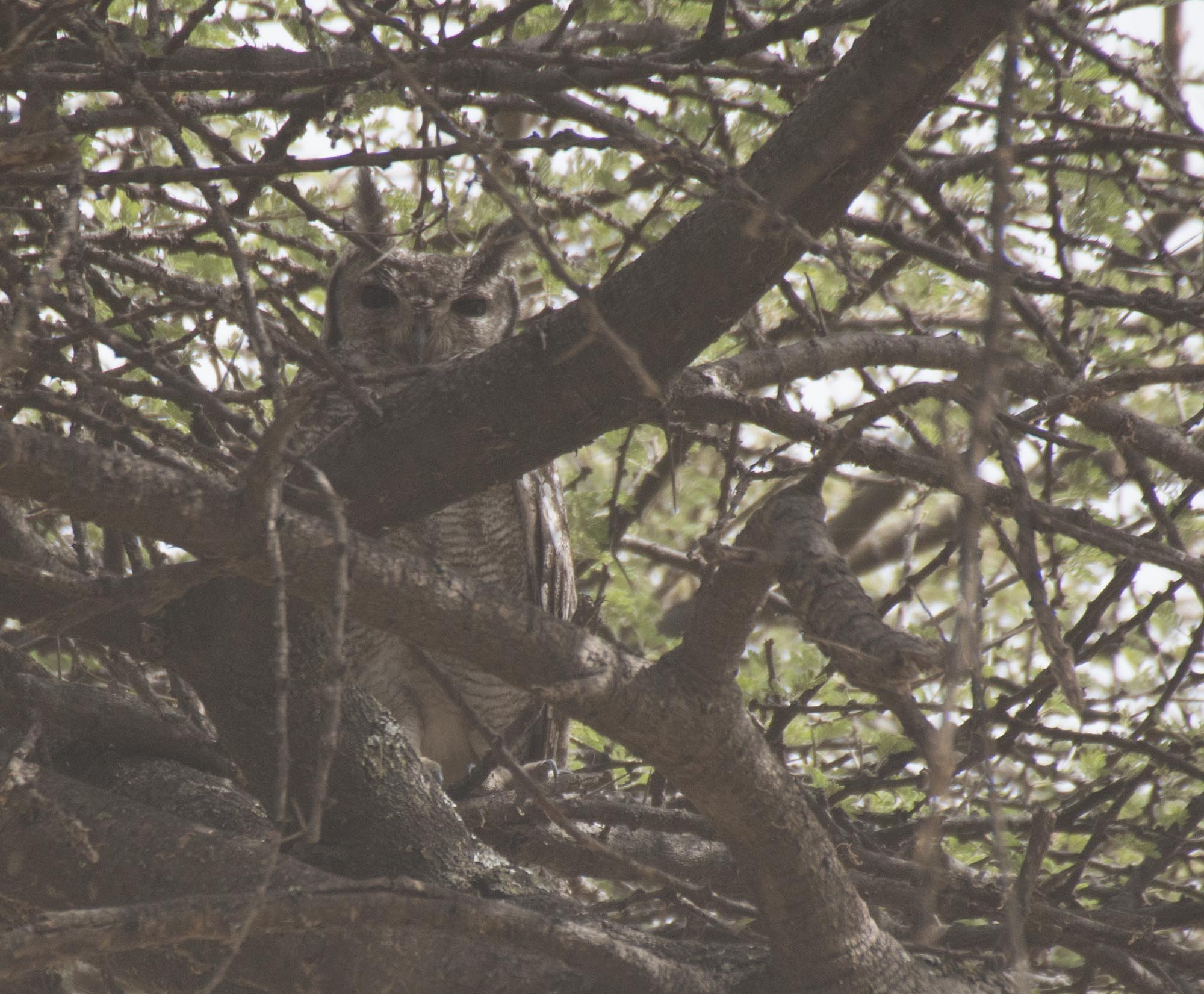 Greyish Eagle-owl