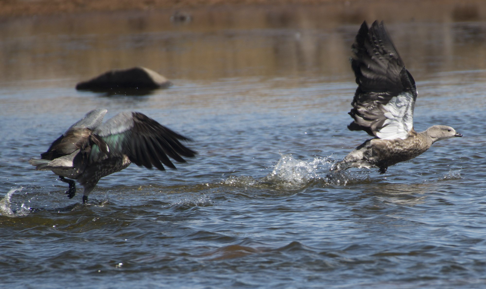 Blue-winged Goose