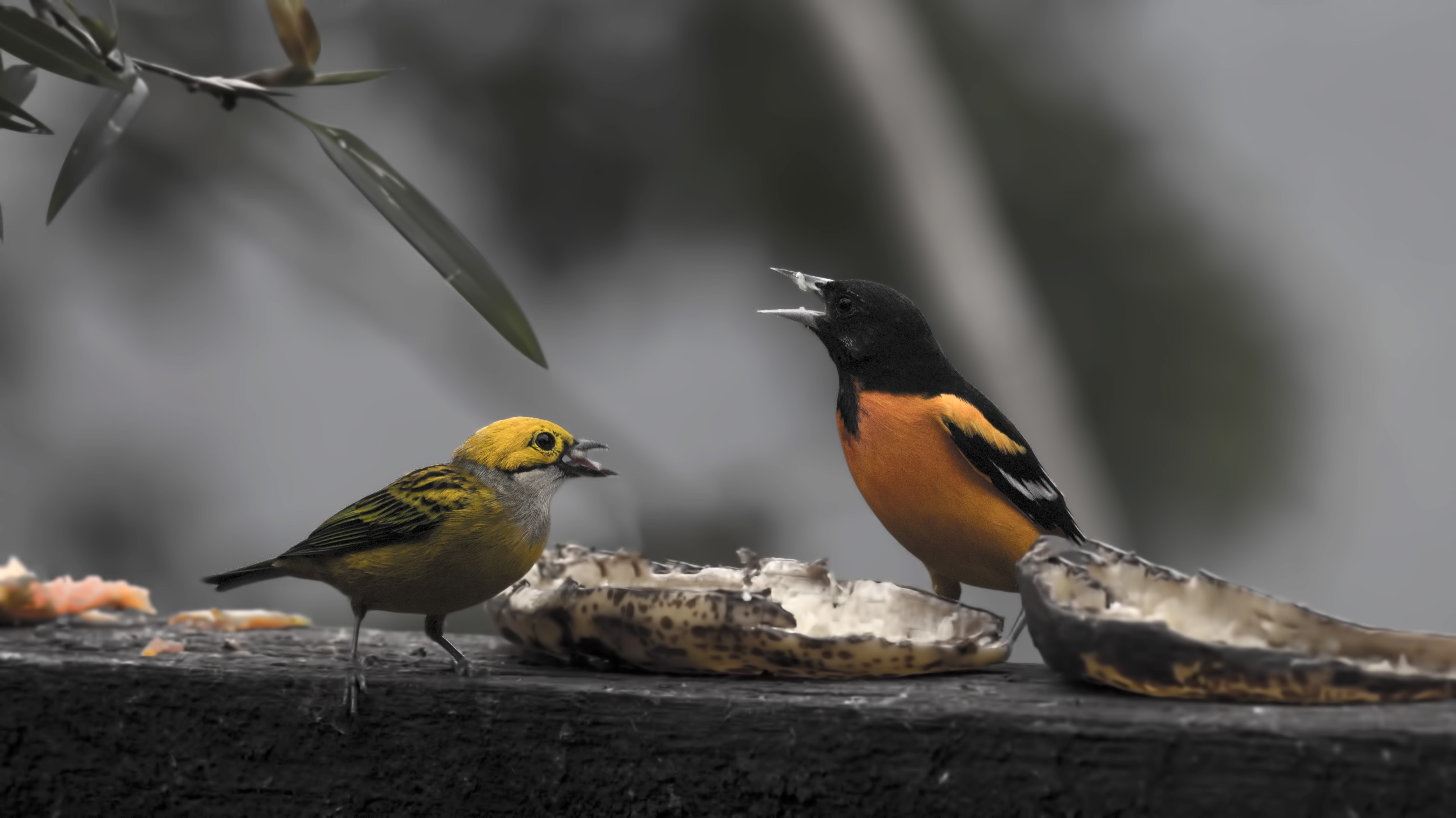 Silver-throated Tanager