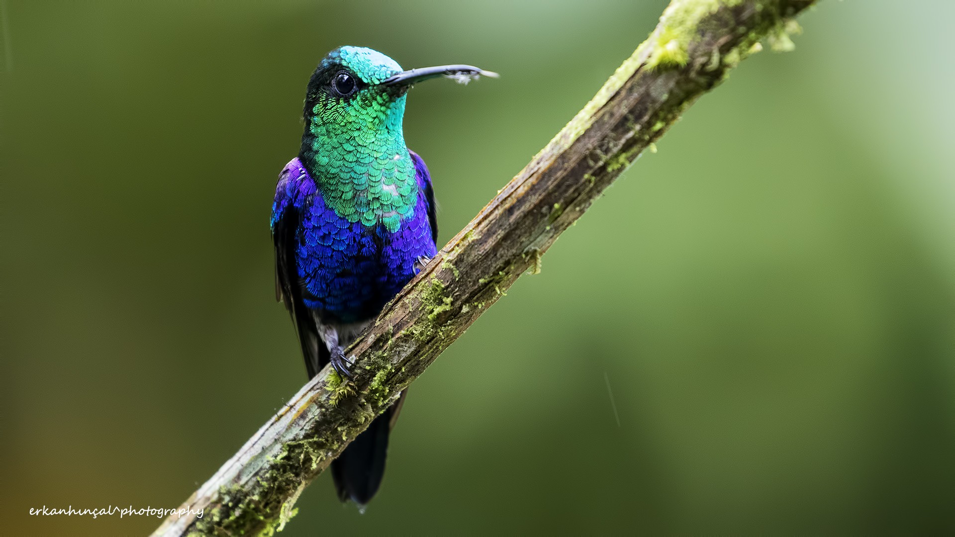 Green-crowned Woodnymph