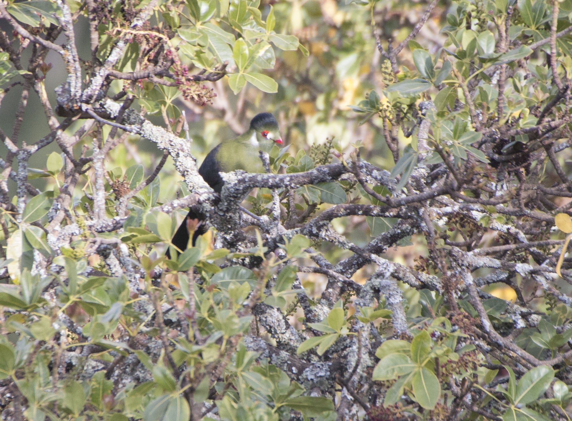 White-cheeked Turaco