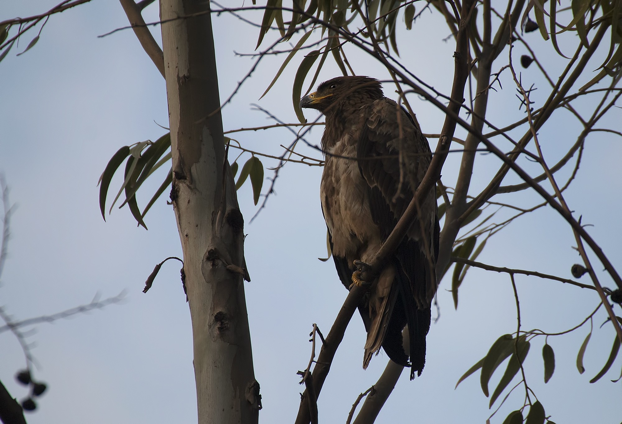 Tawny Eagle