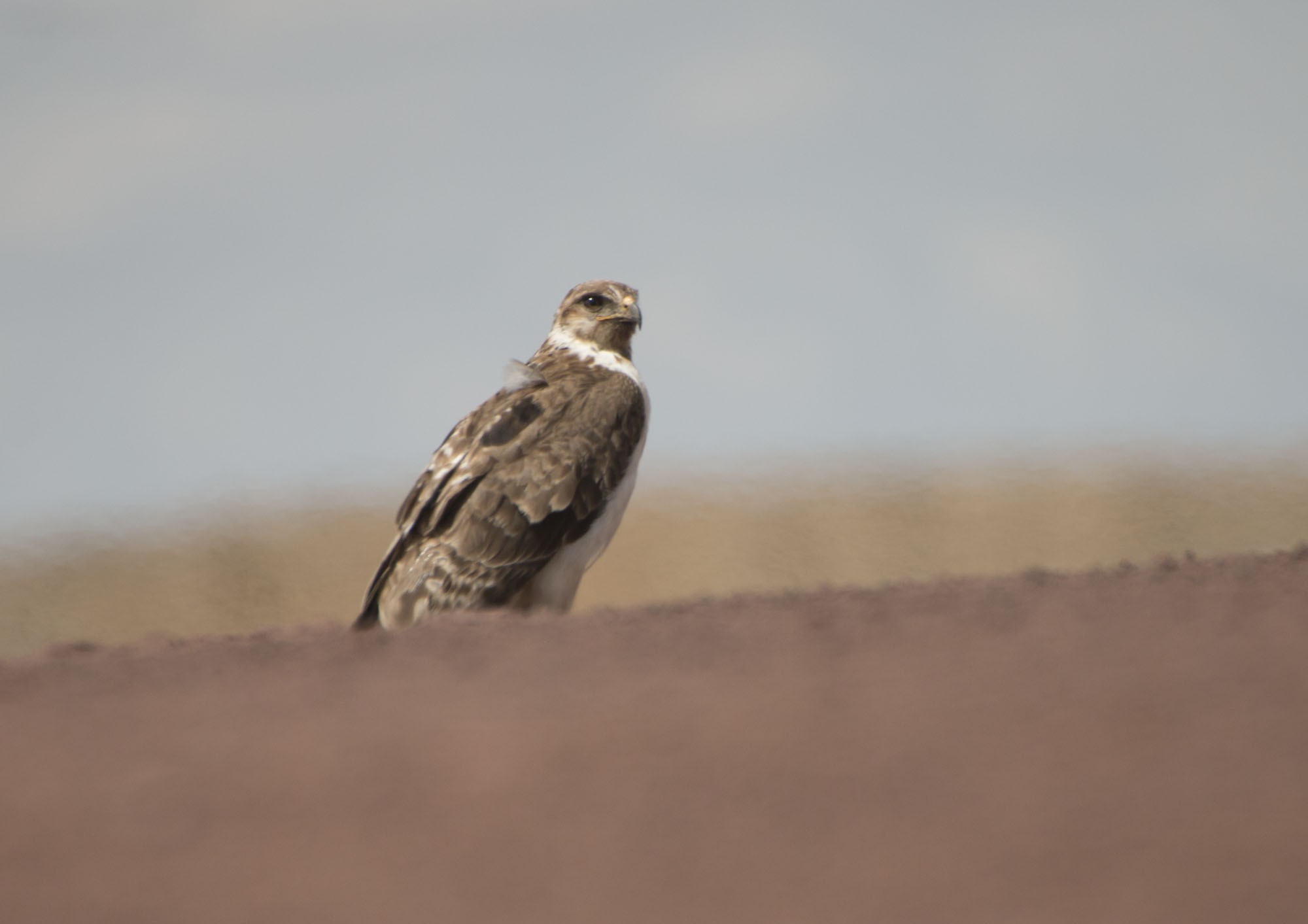 Mountain Buzzard
