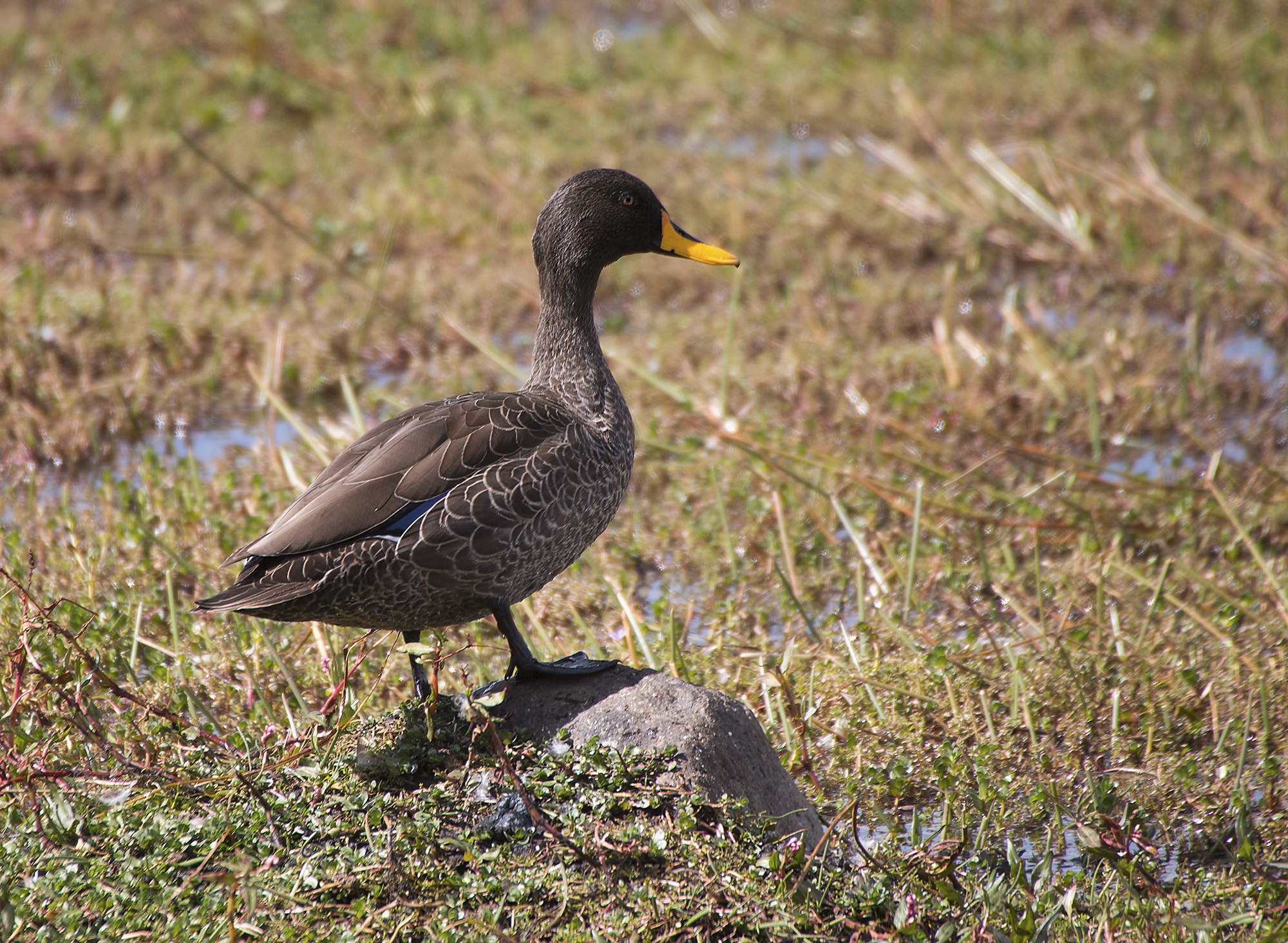 Yellow-billed Duck