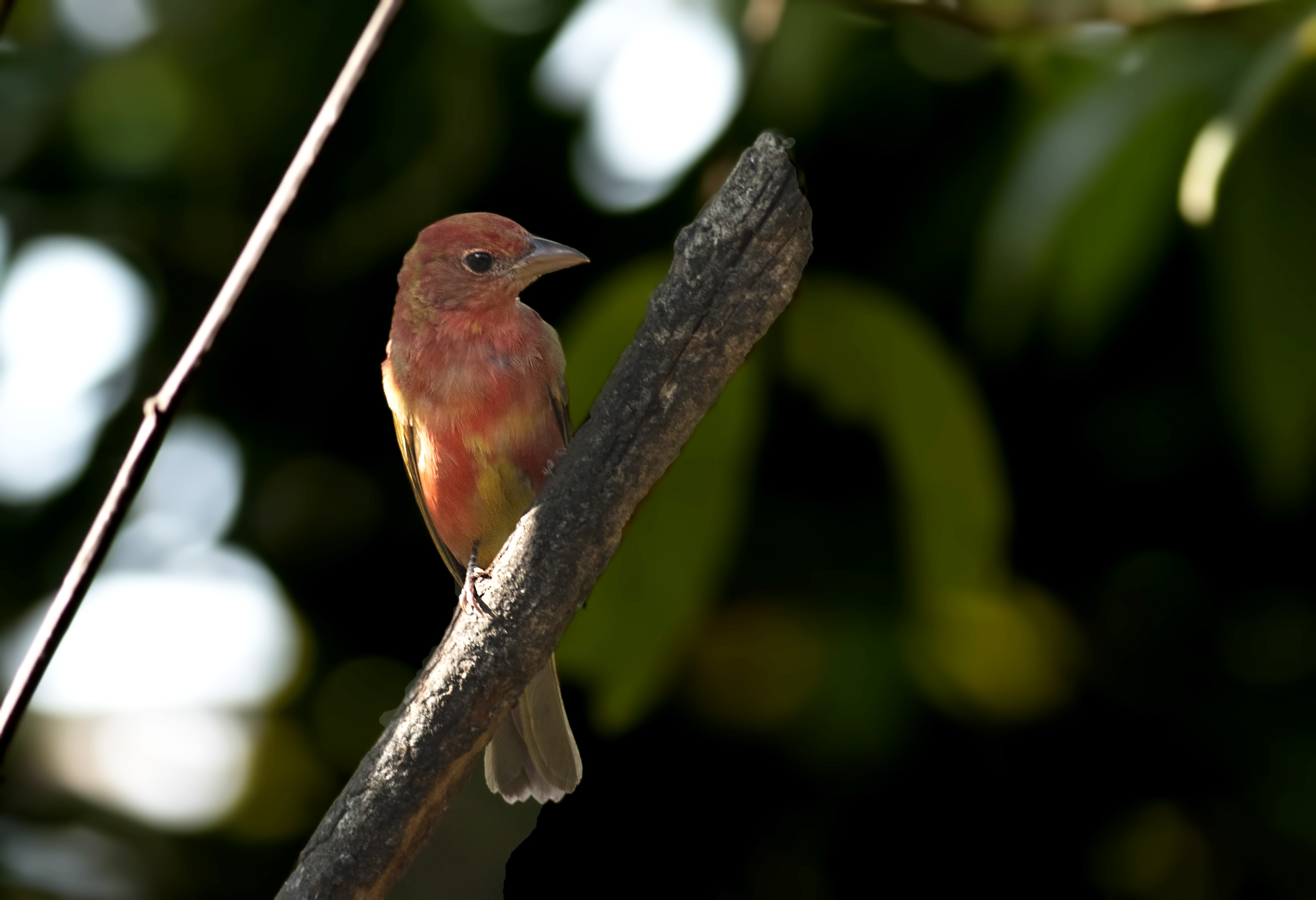 Summer Tanager