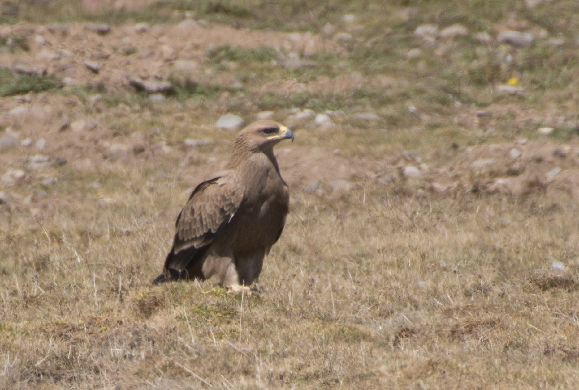 Tawny Eagle