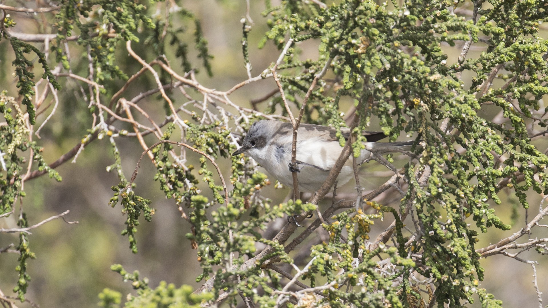 Küçük Akgerdanlı Ötleğen