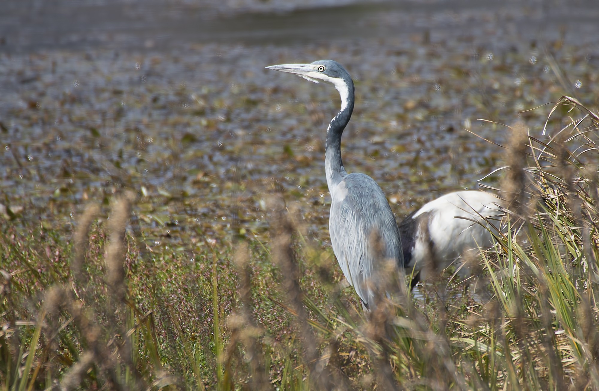 Black-headed Heron