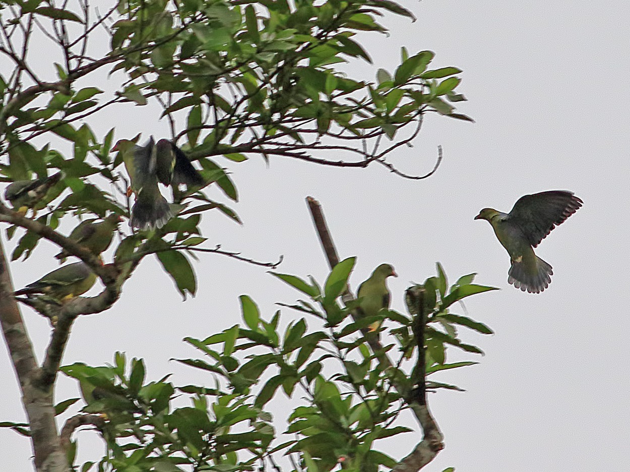 African Green-pigeon