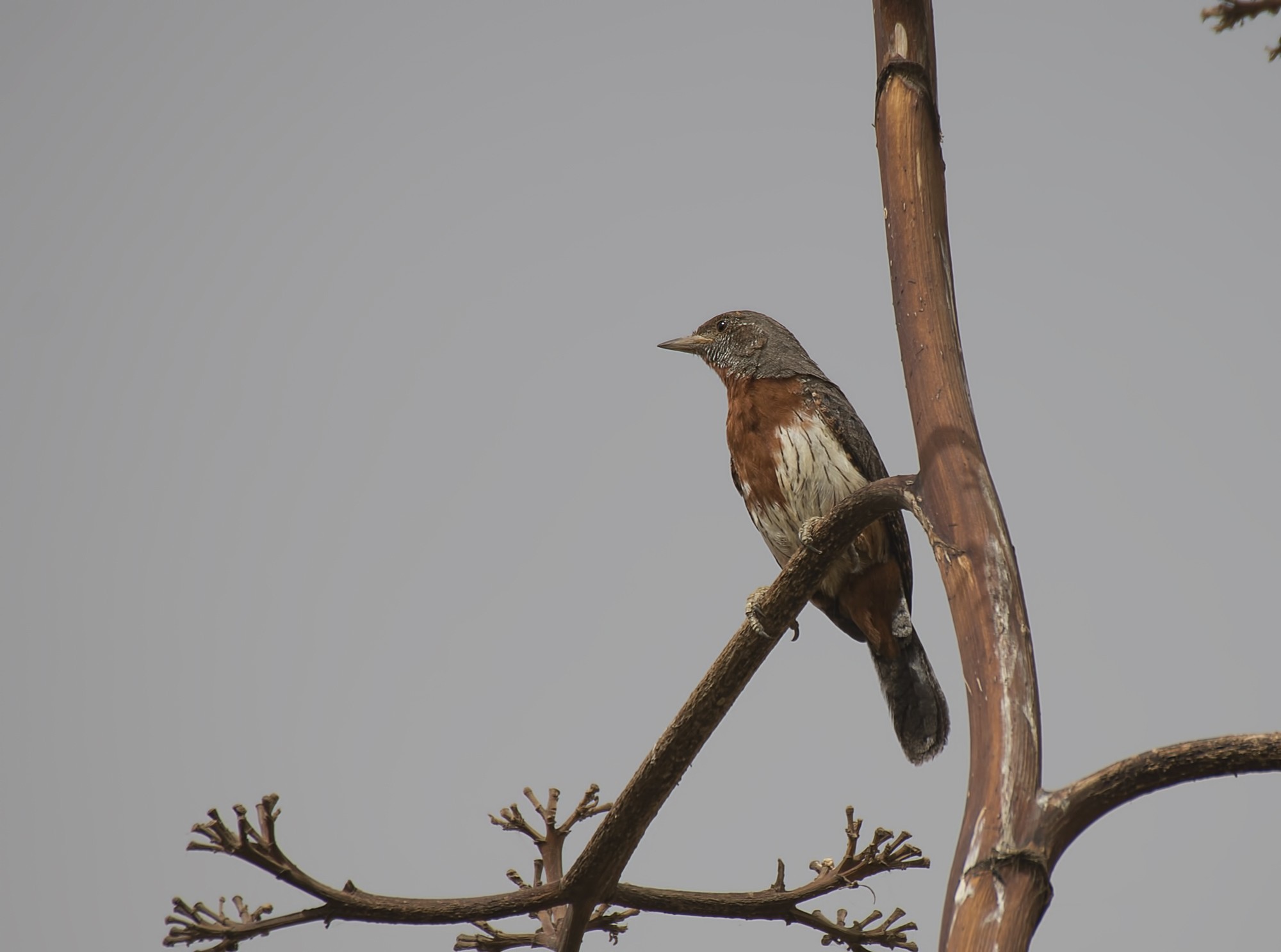 Rufous-necked Wryneck
