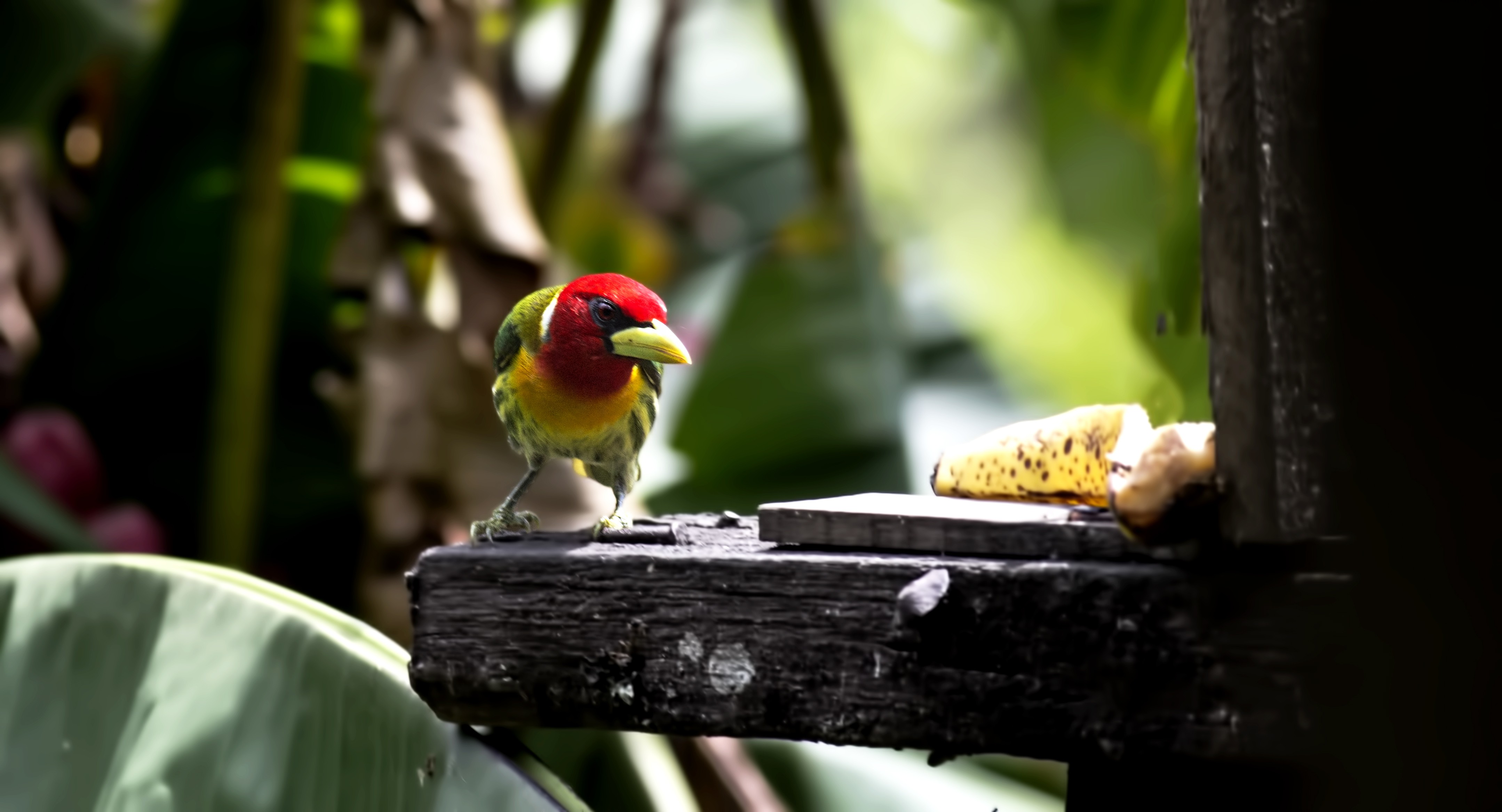 Red-headed Barbet