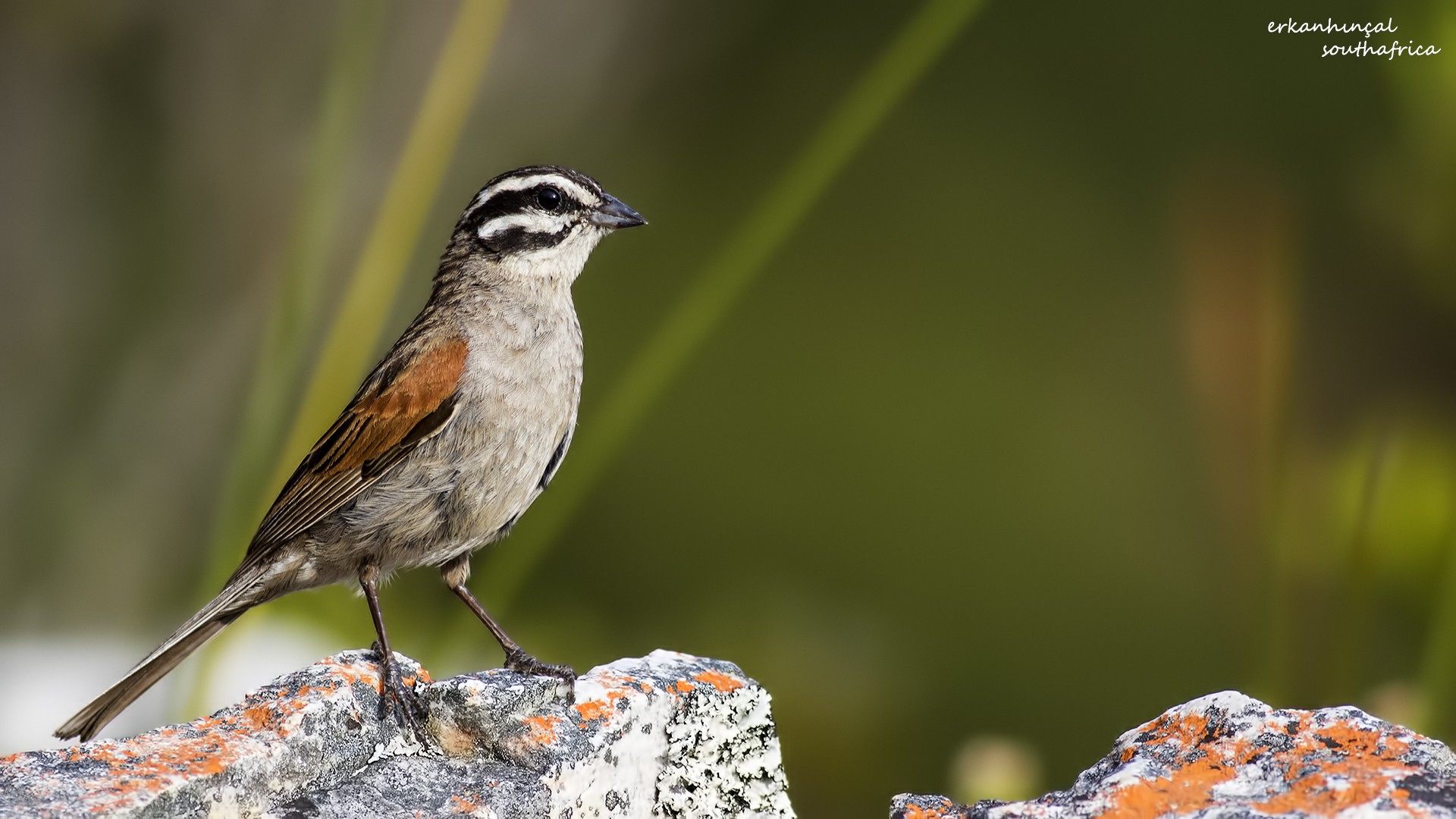 Cape Bunting