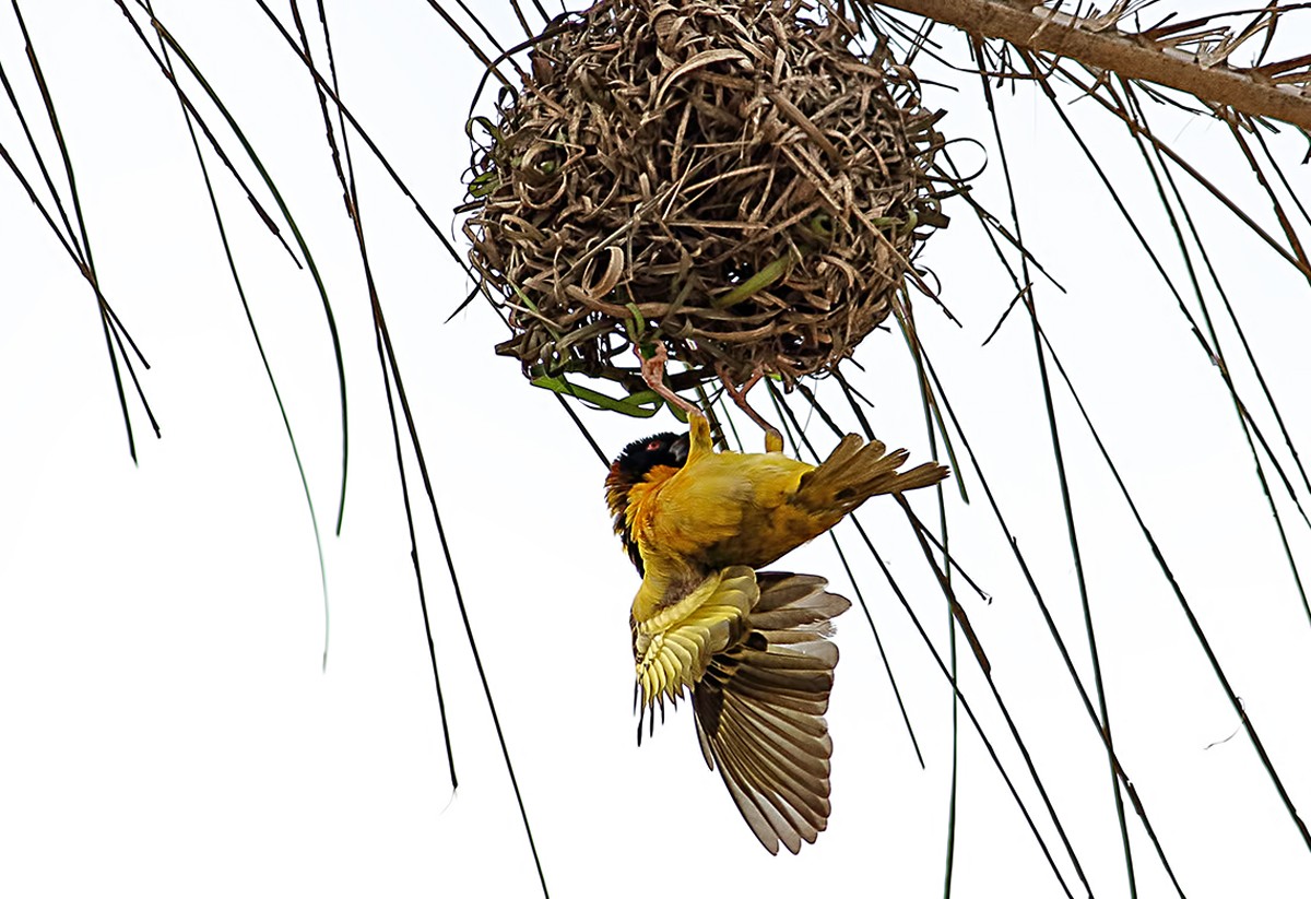 Village Weaver