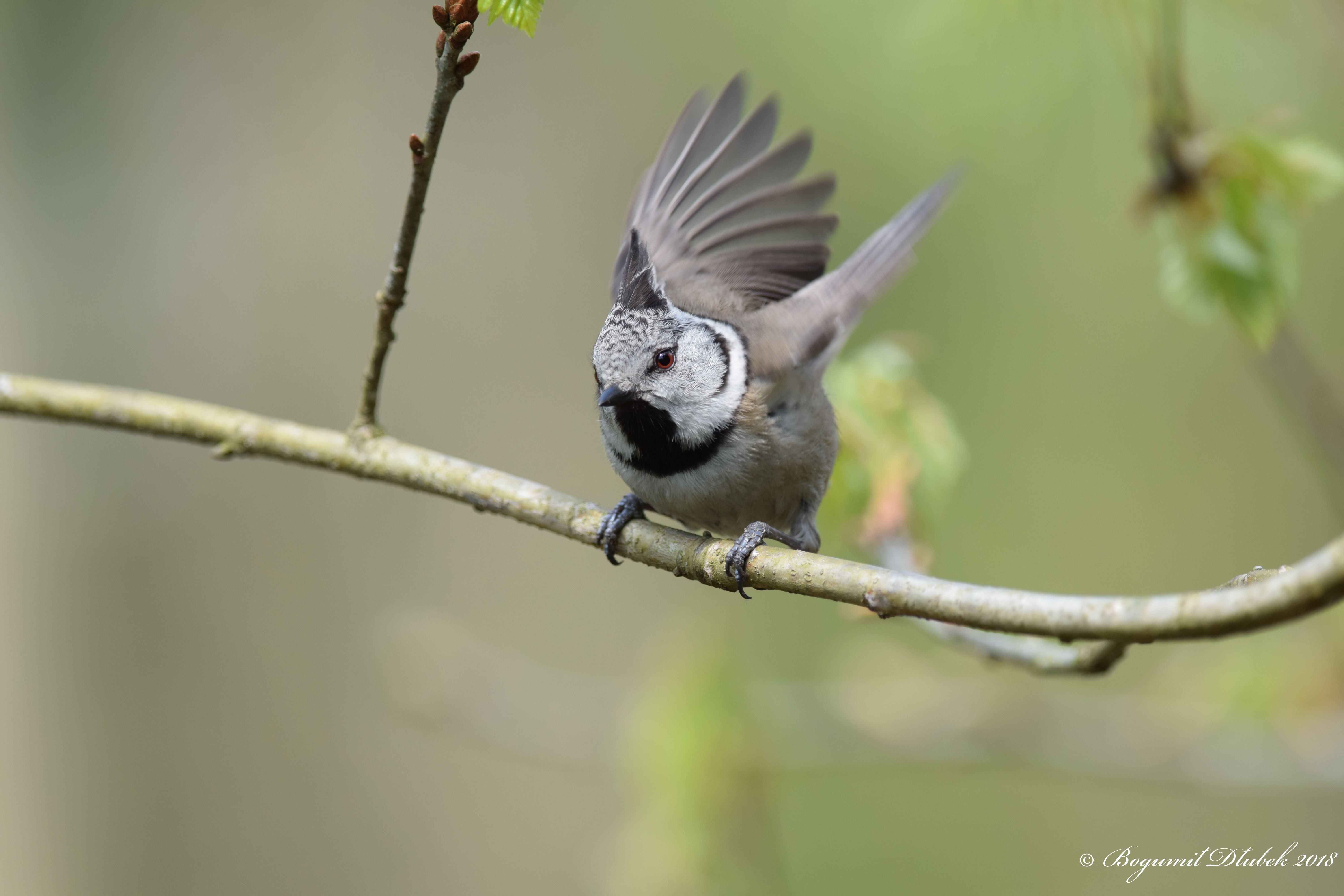 European Crested Tit