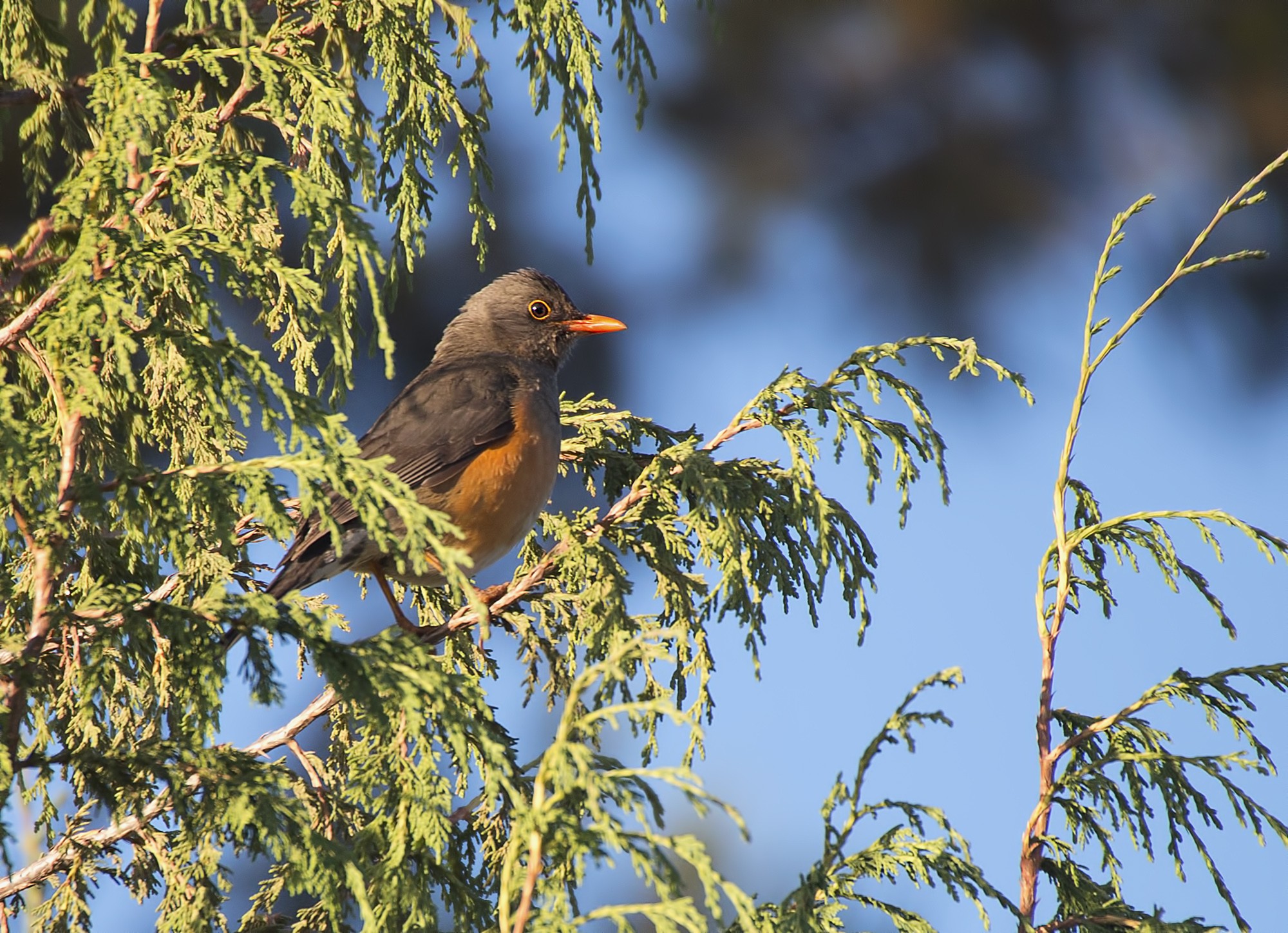 Abyssinian Thrush