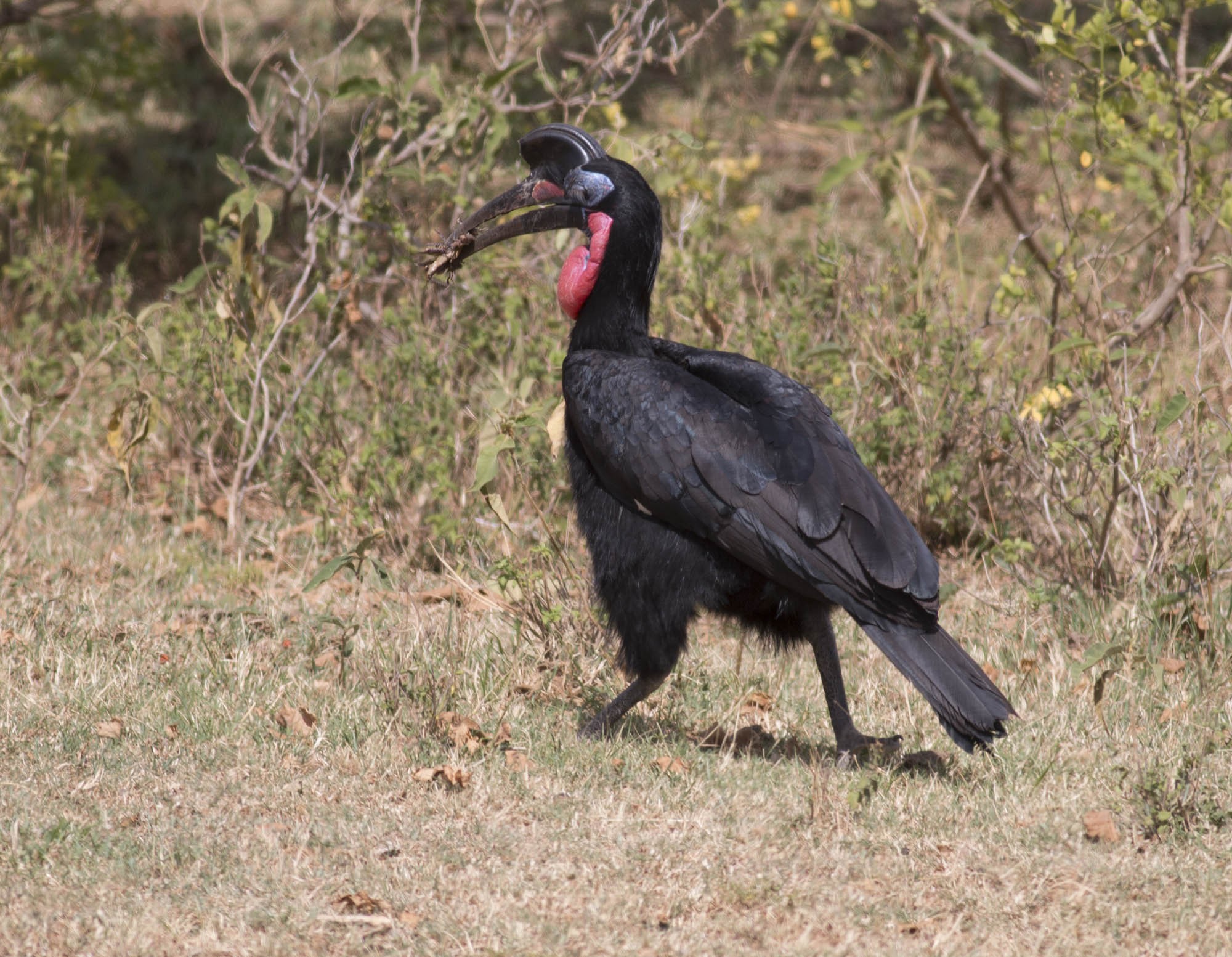Northern Ground-hornbill