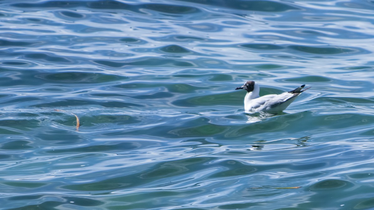 Andean Gull