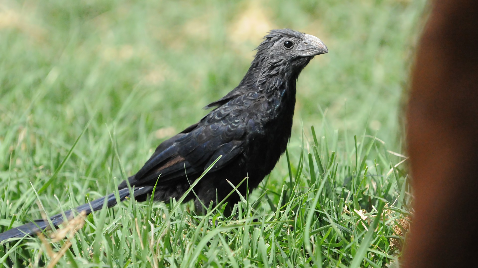 Groove-billed Ani