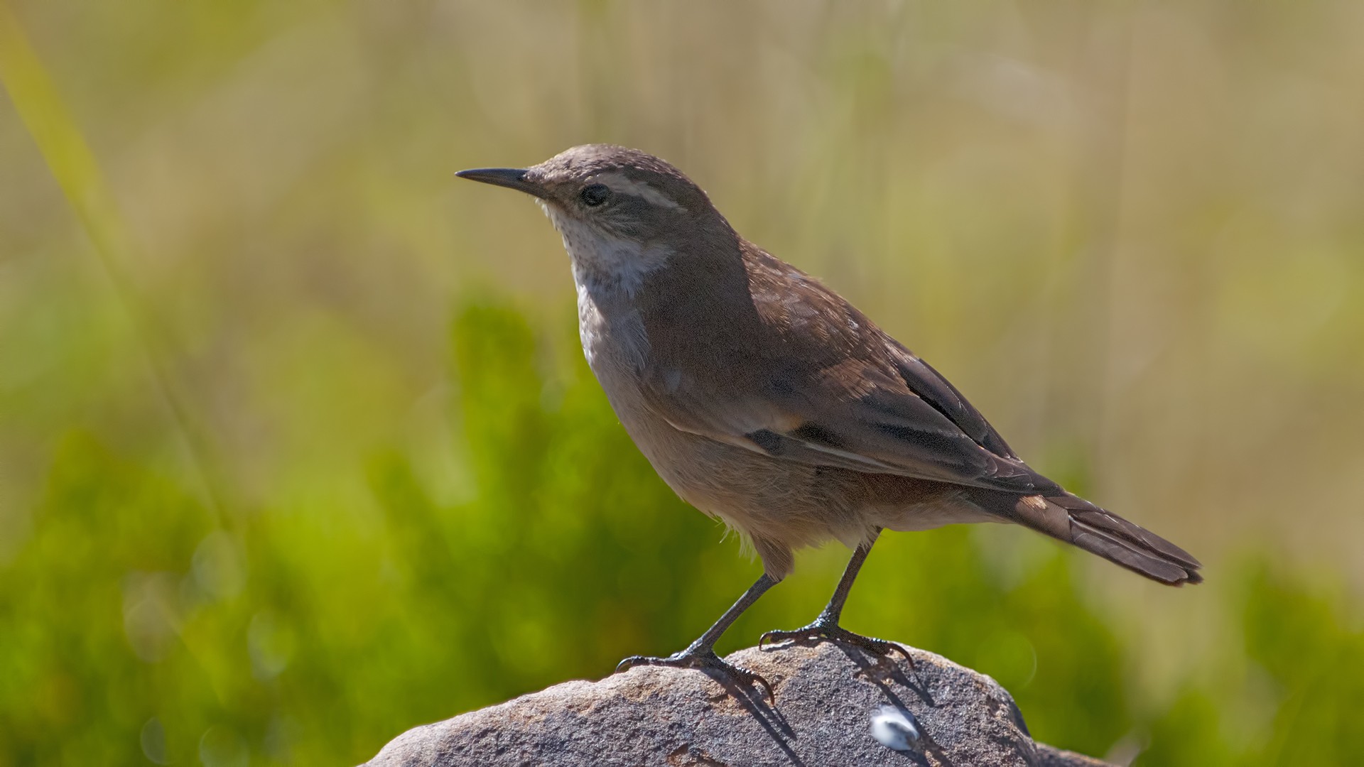 Cream-winged Cinclodes