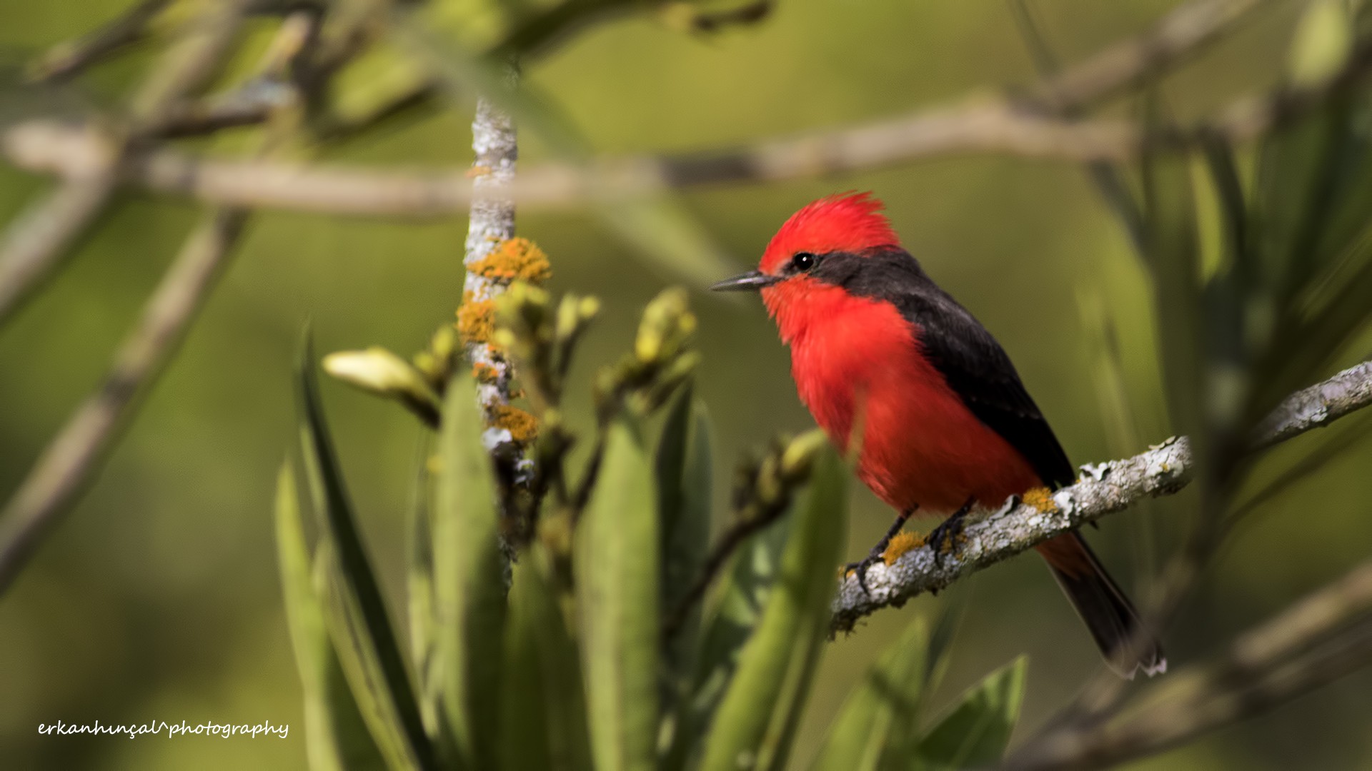 Vermilion Flycatcher