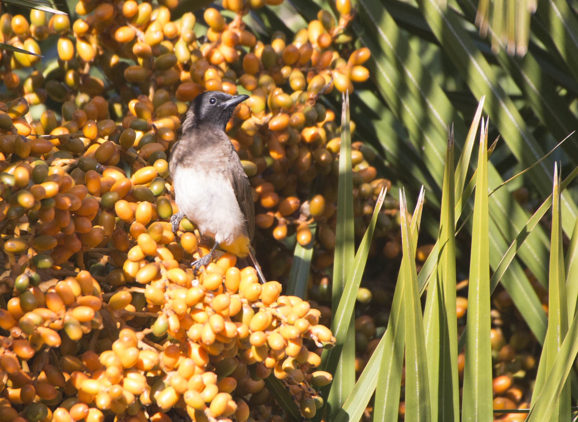 Common Bulbul