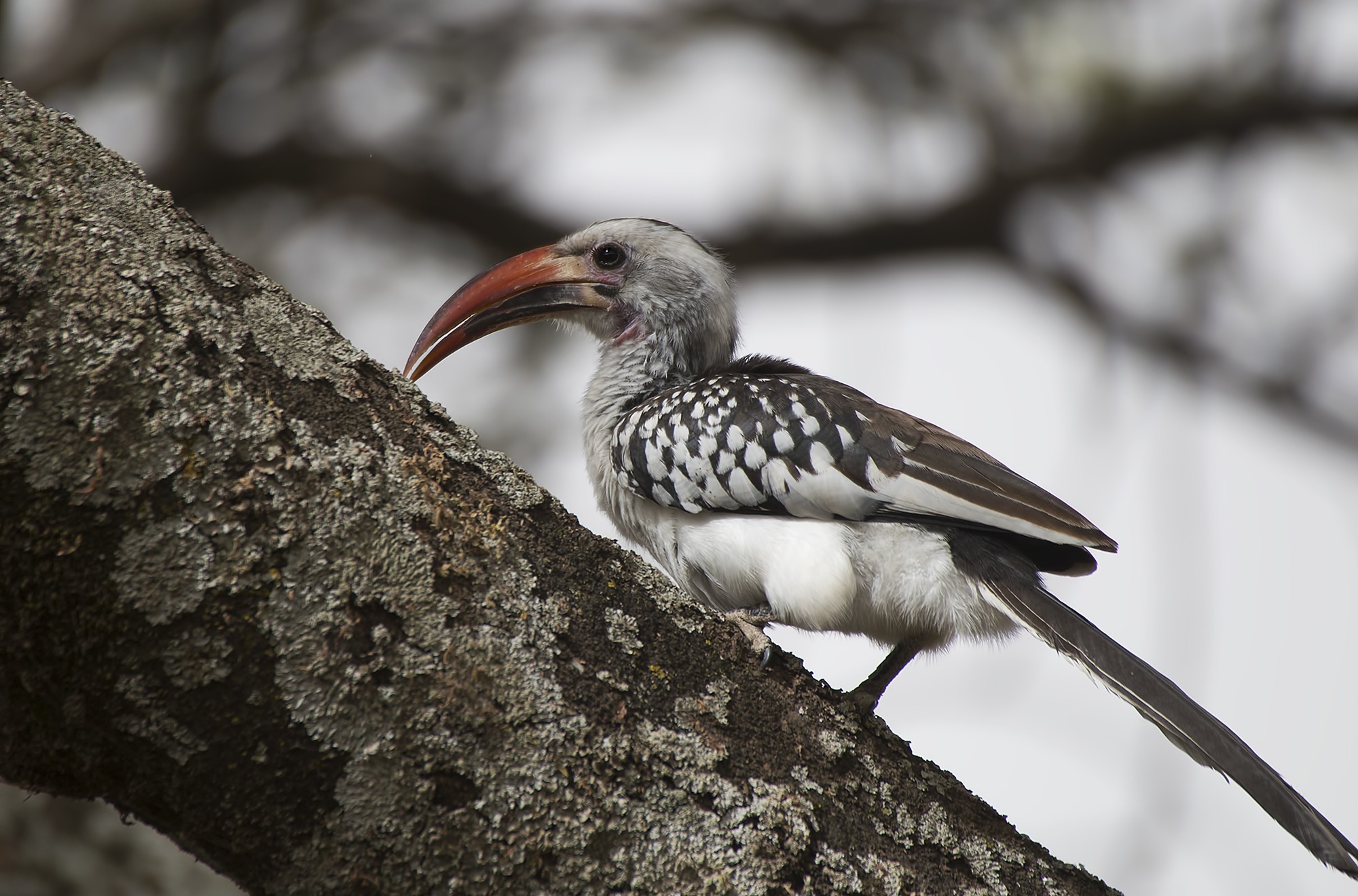 Red-billed Hornbill