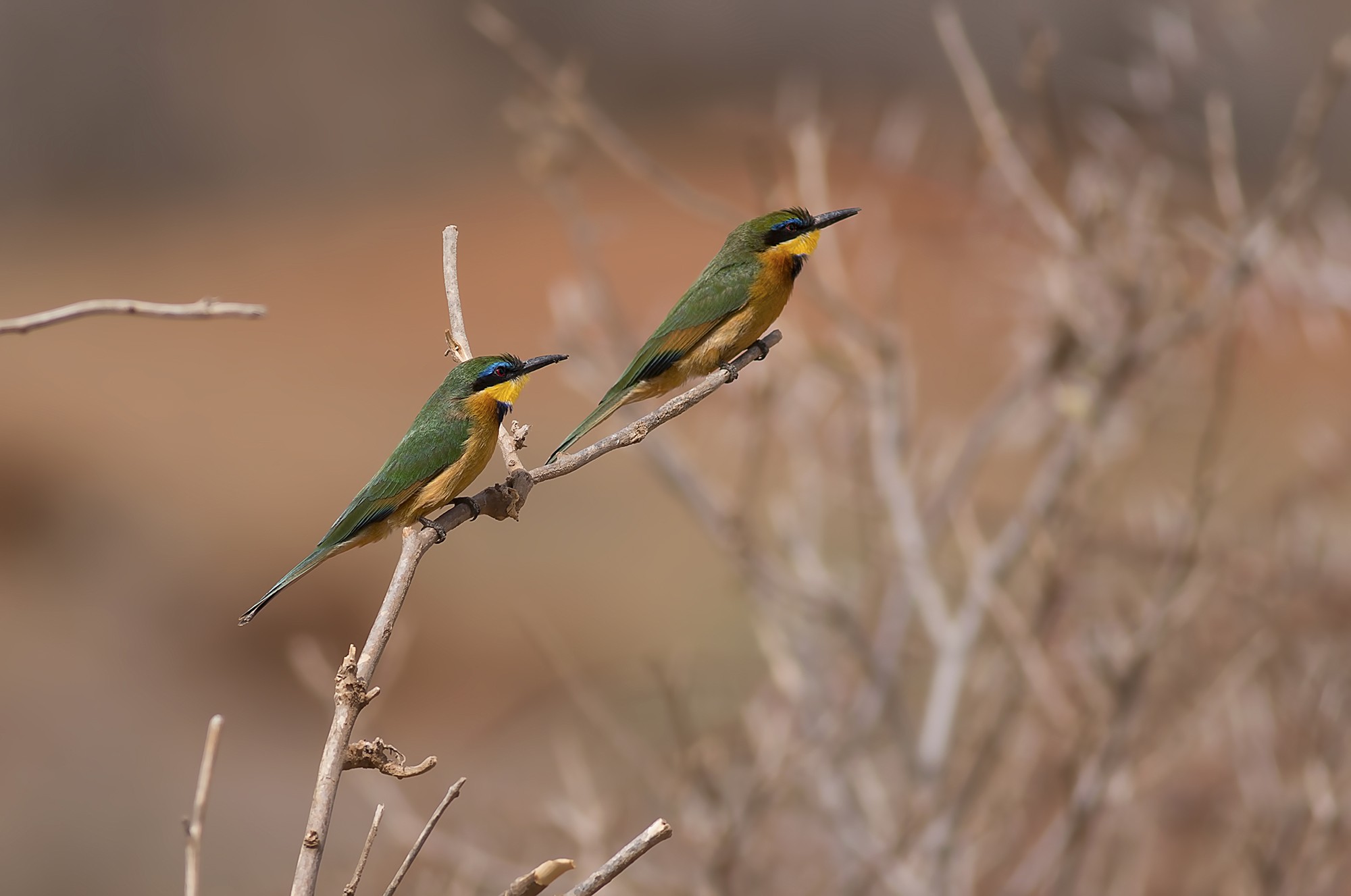 Little Bee-eater