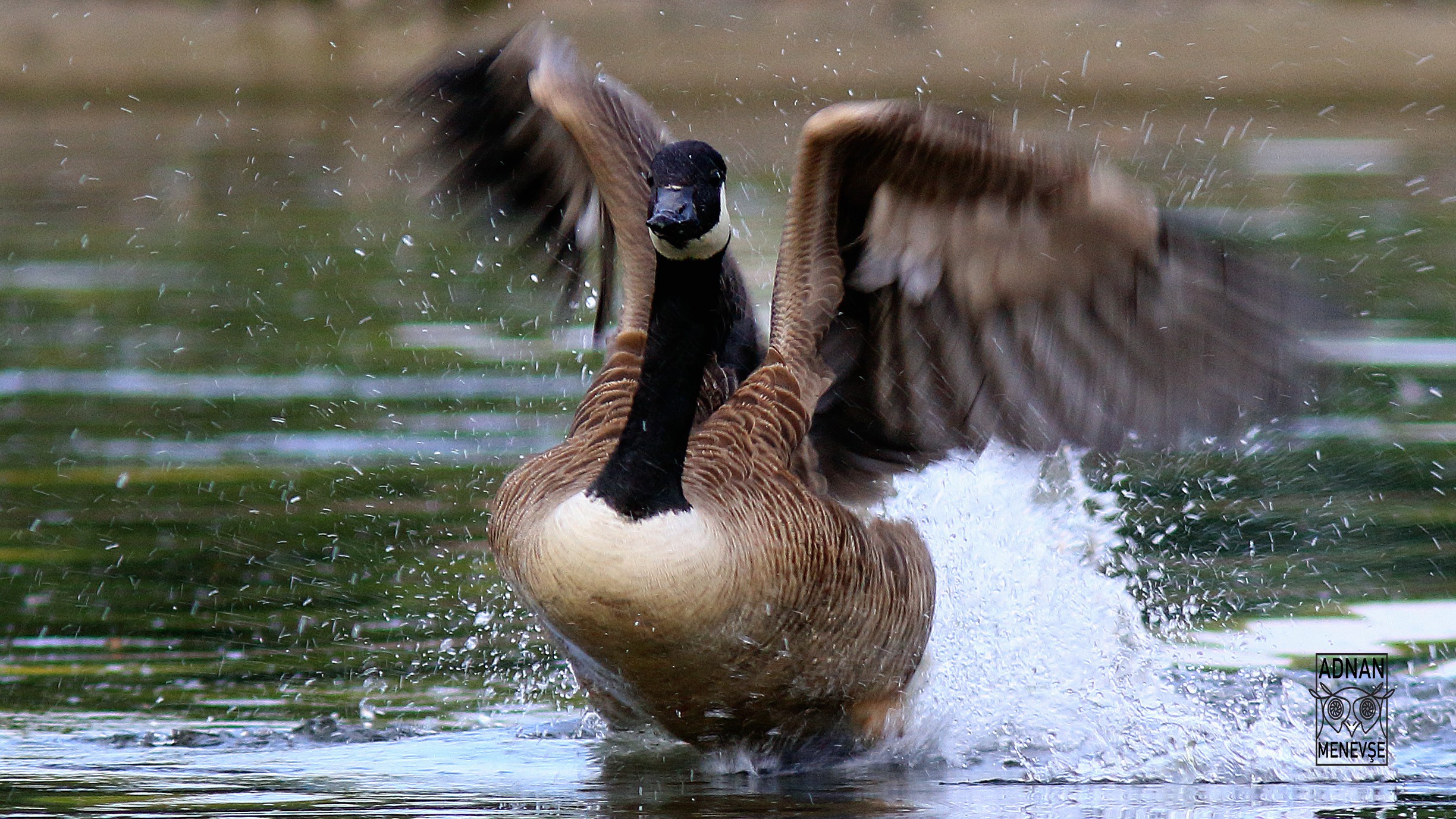 Canada Goose