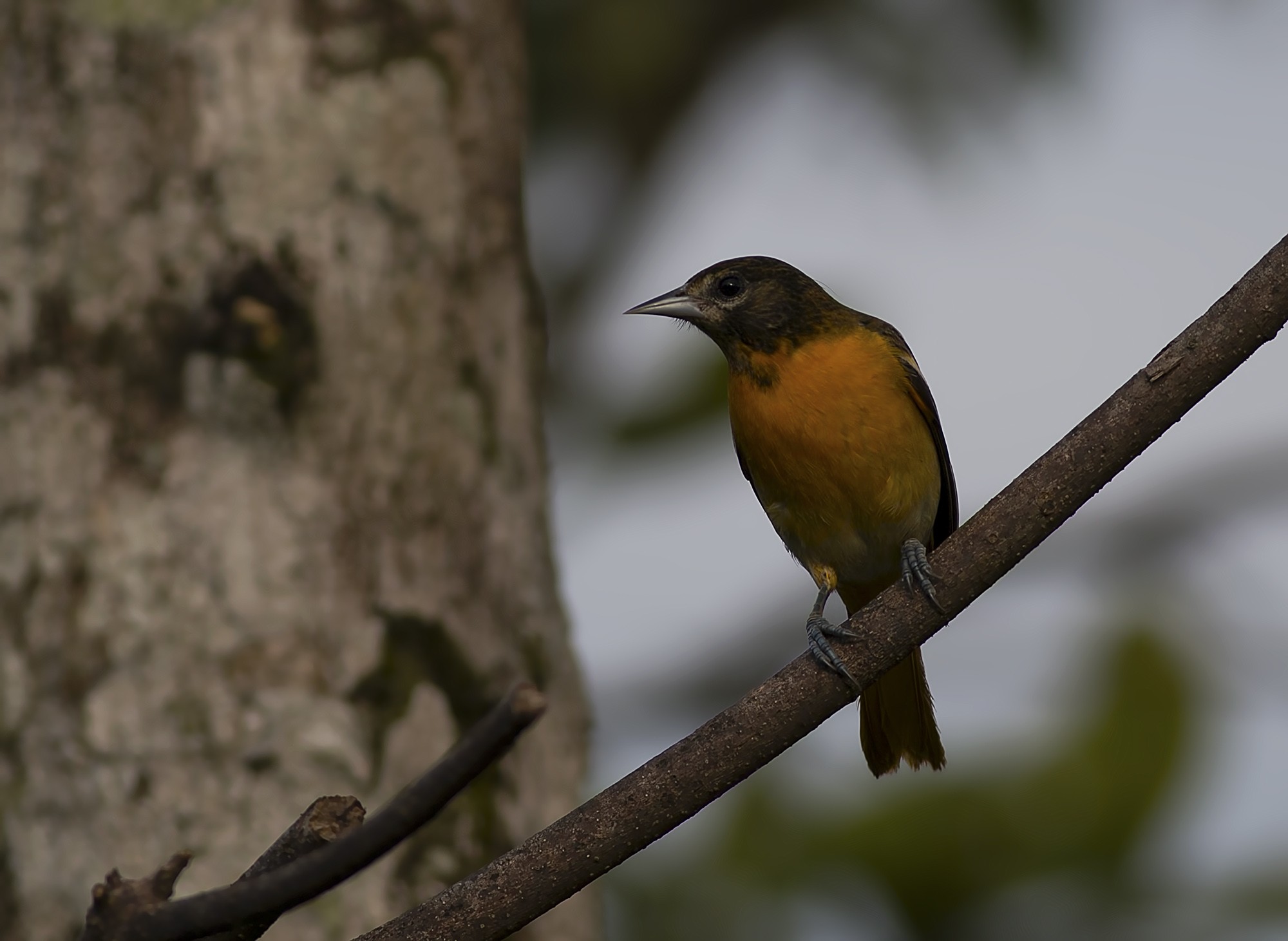 Baltimore Oriole