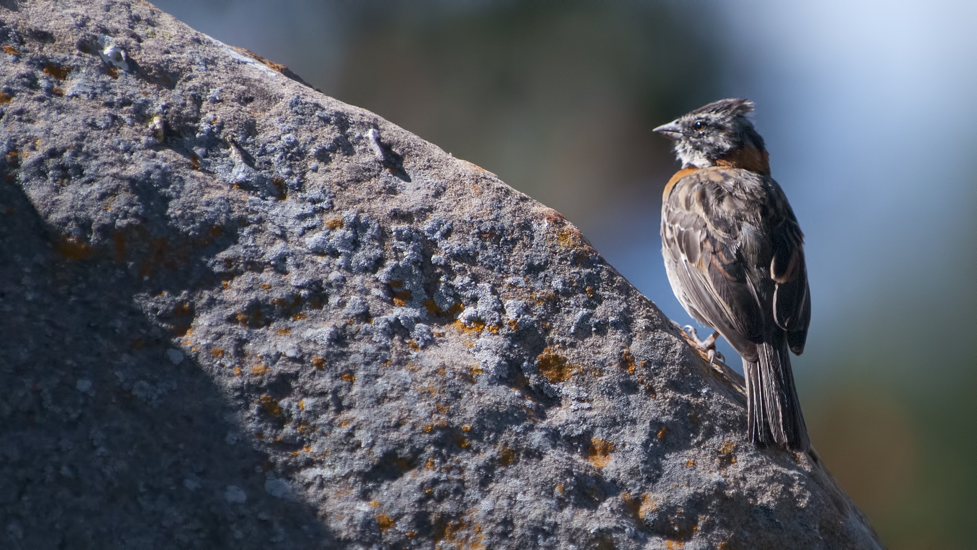 Rufous-collared Sparrow