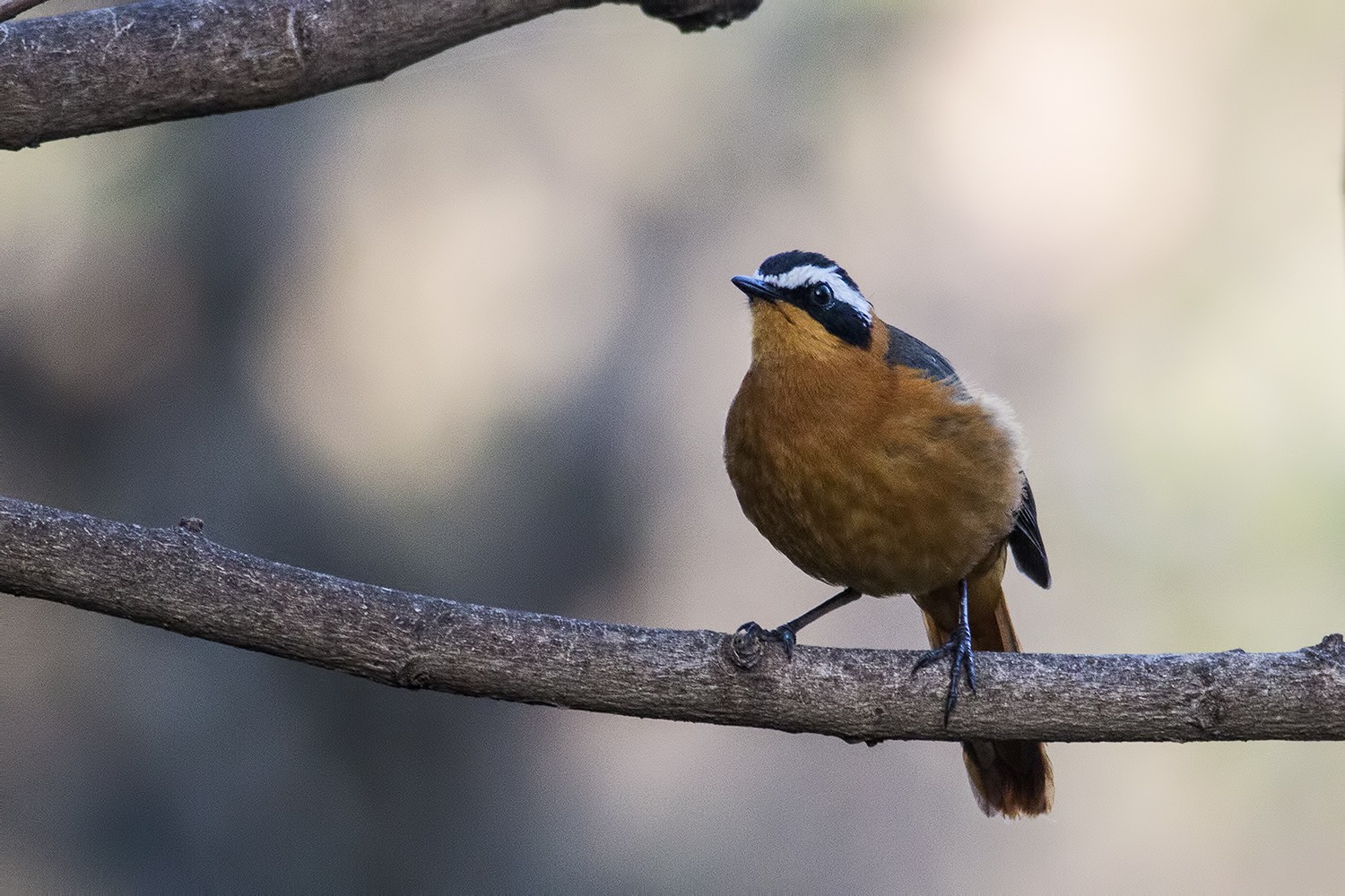 White-browed Robin-chat