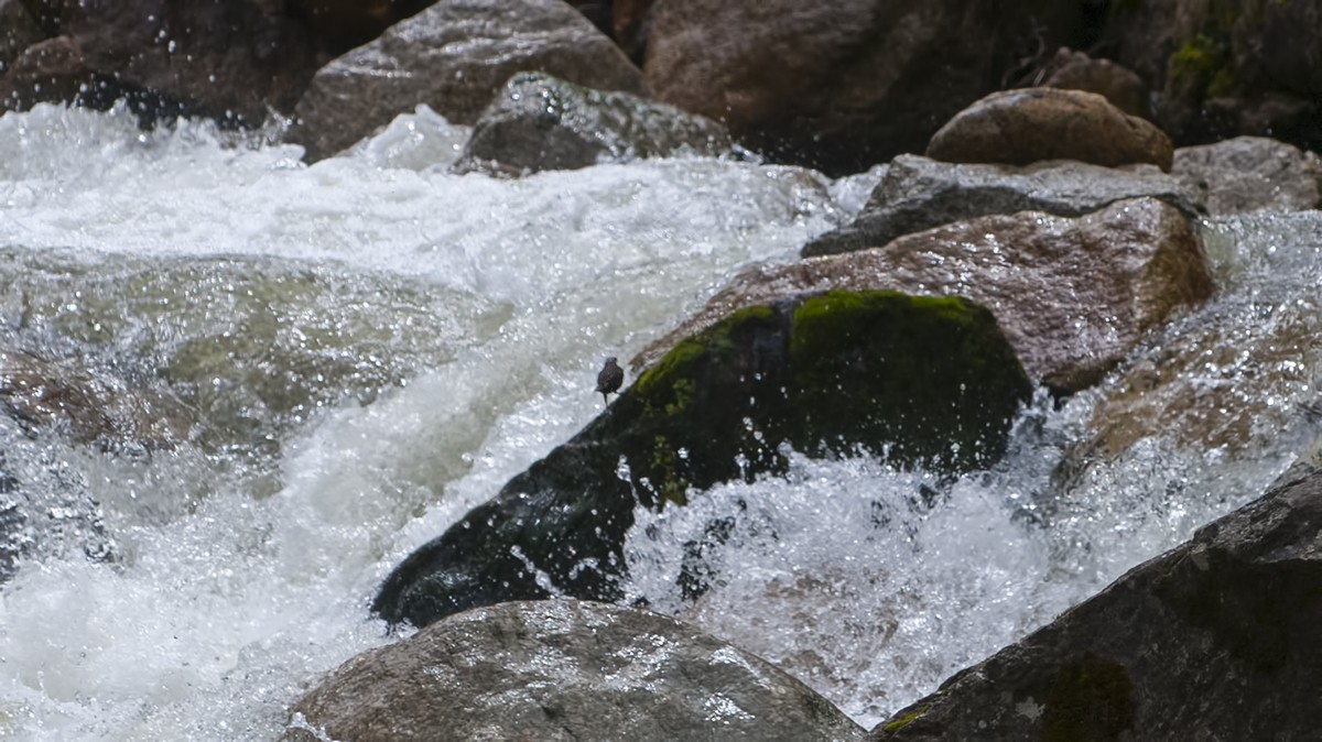 White-capped Dipper