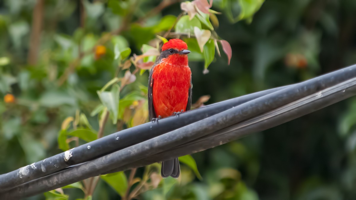 Vermilion Flycatcher
