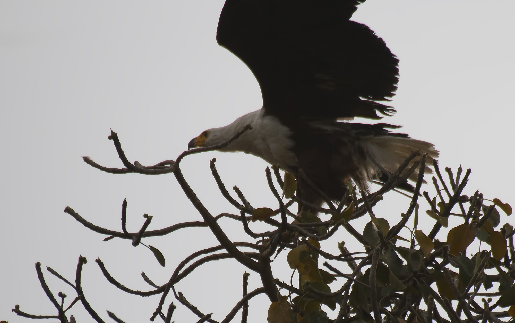 African Fish-eagle